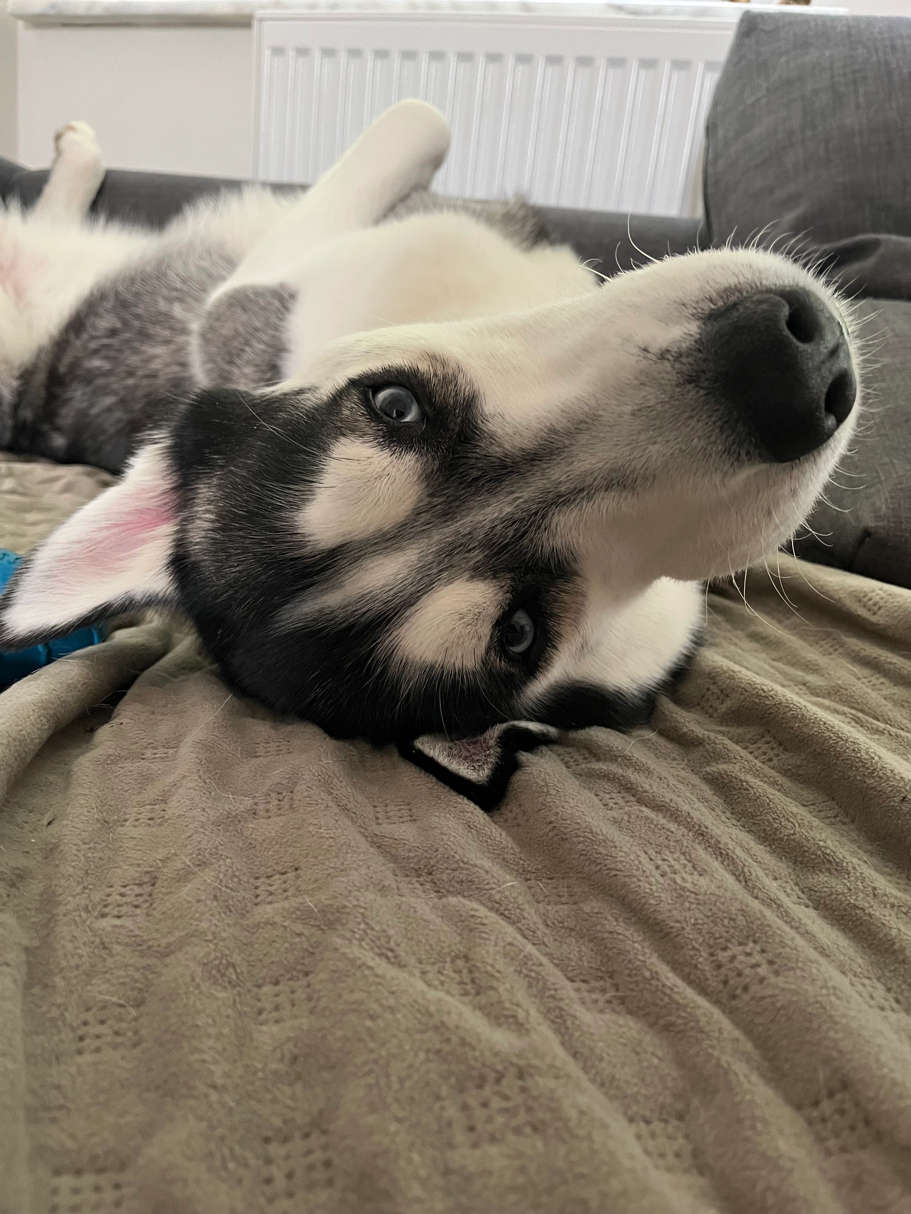 Rex - Rue de la Roche 7, Mons