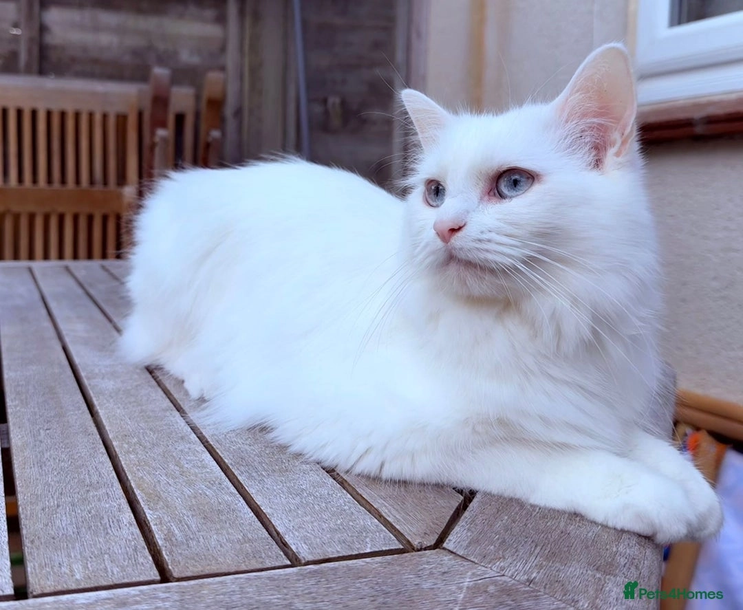 Willow - Antony Road, Swindon