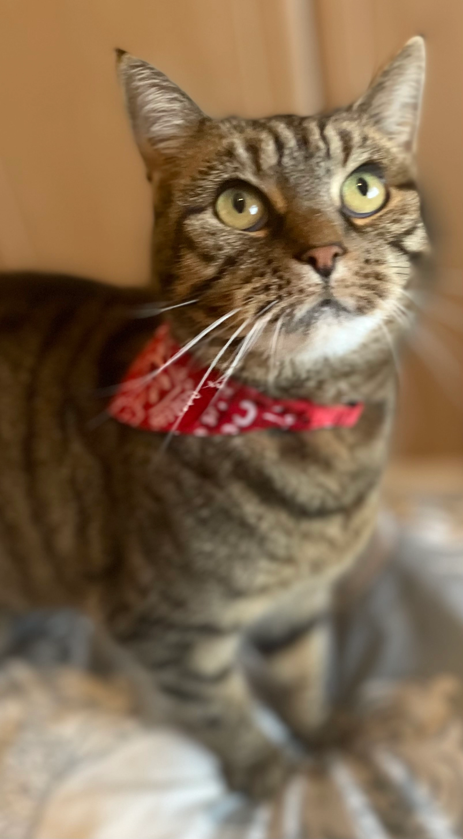 Zoo - Roseland Road, Kenilworth