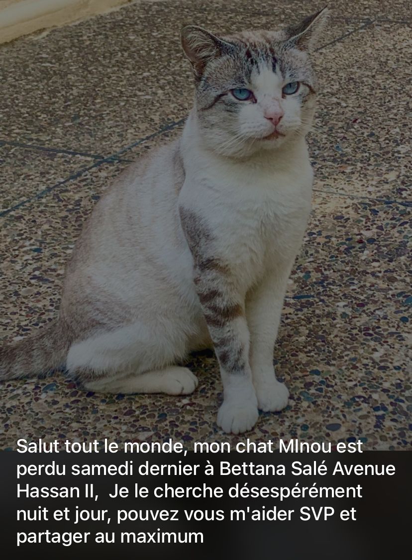 Minou - Avenue Hassan II, Bettana