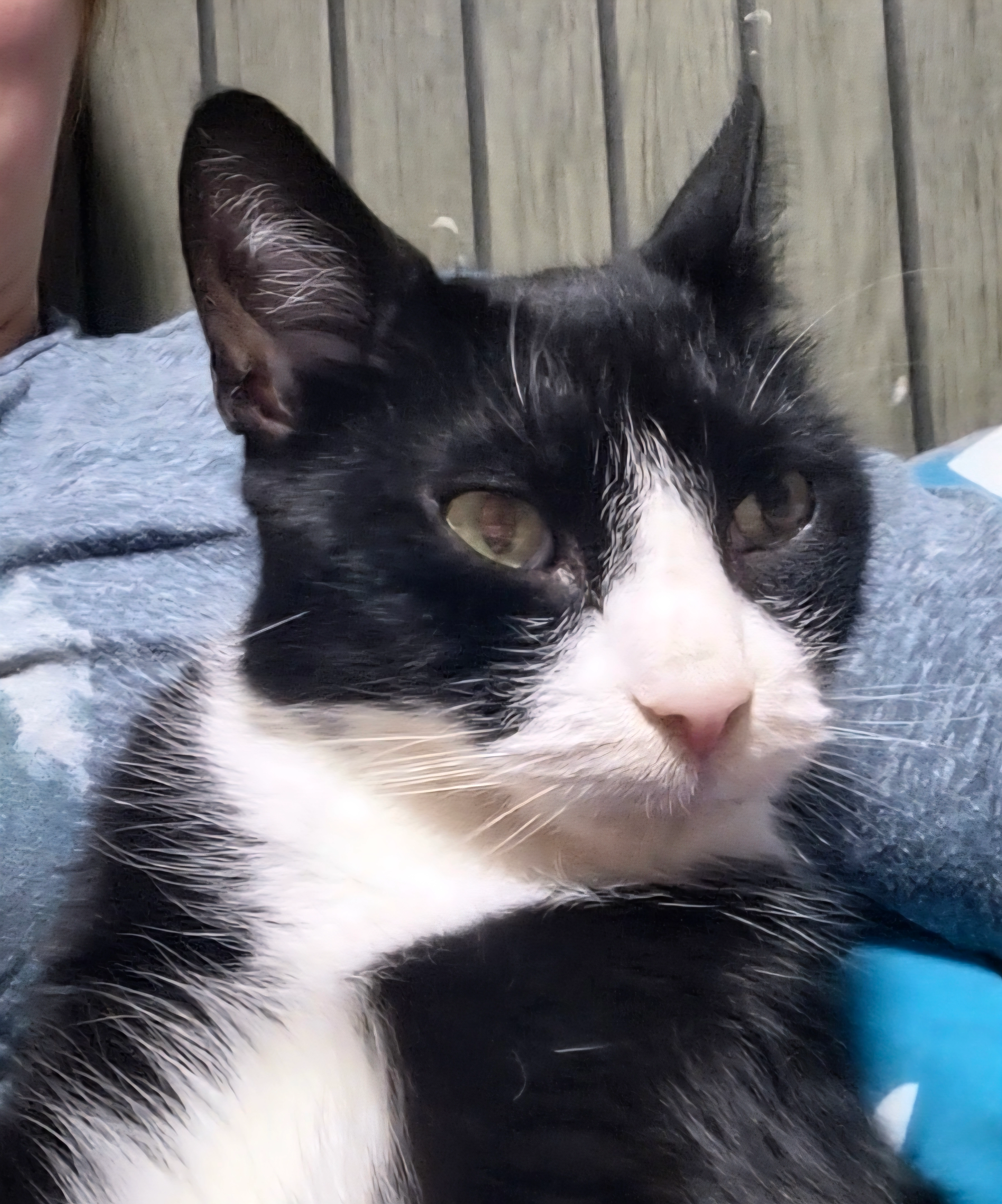 Joey - LU5 5, Dunstable