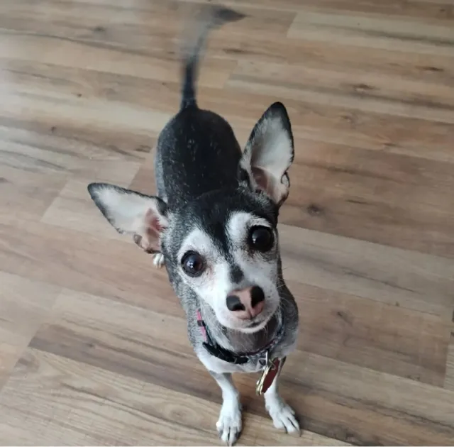 PIPPA - Neston, San Antonio