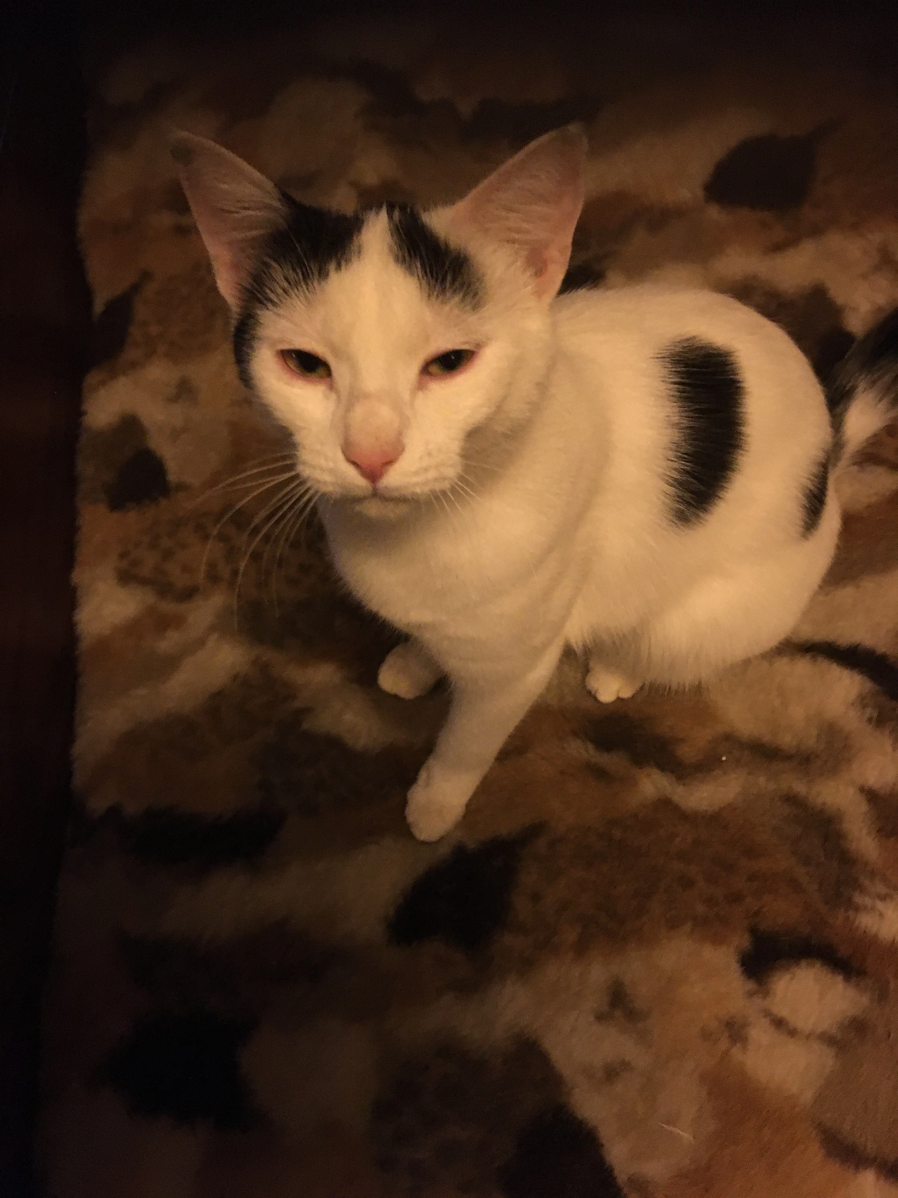 Criquette - Quartier du Vent, Val-de-Travers