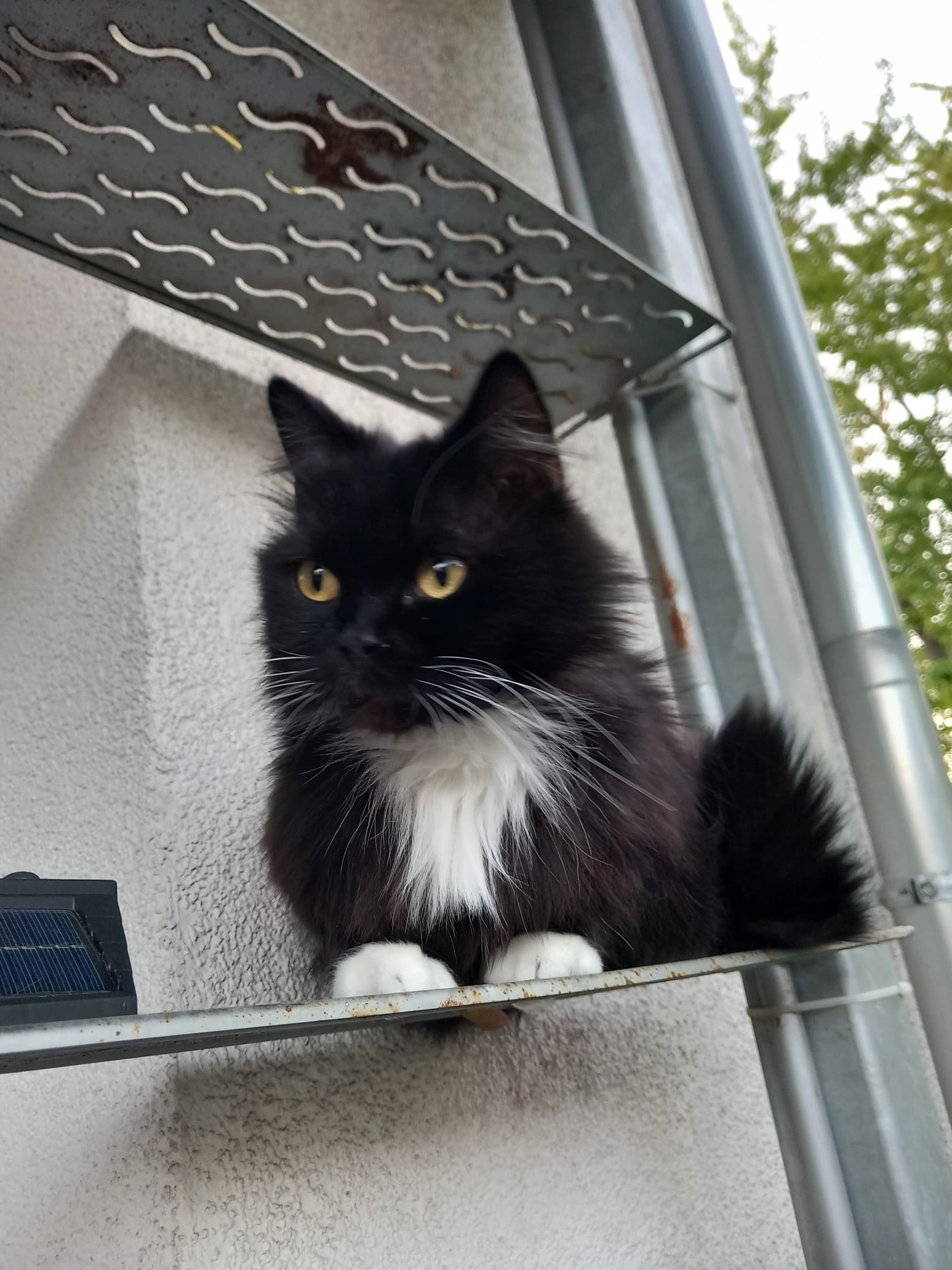Missing Cat - Komotauer Straße, Fürth
