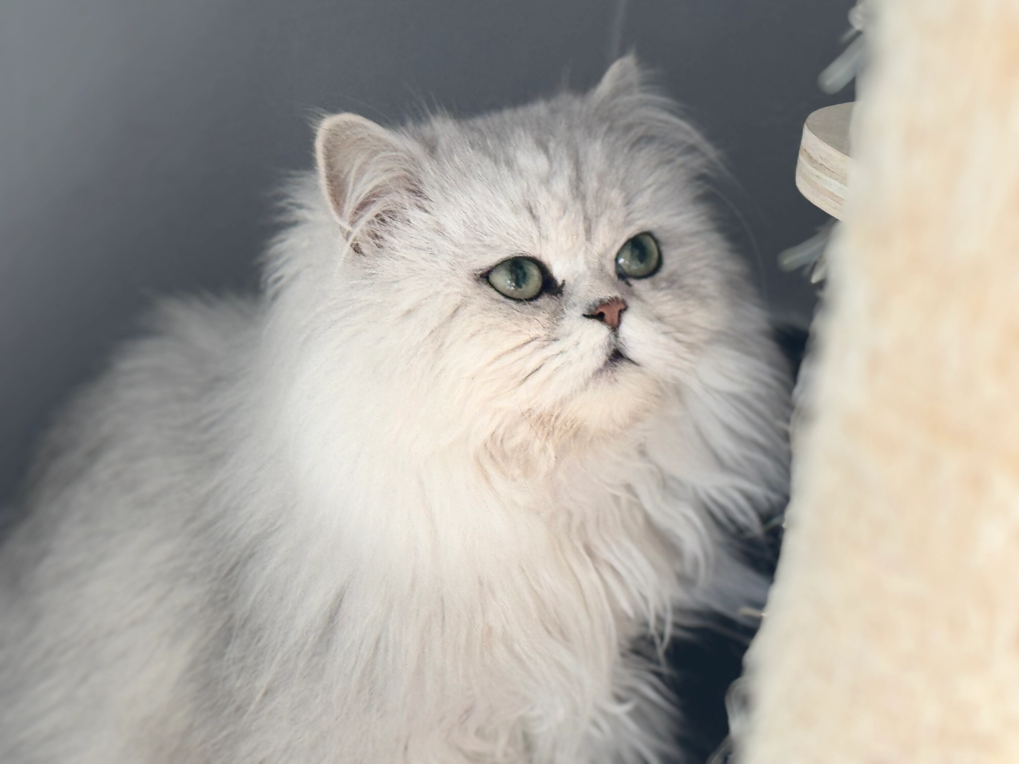 Hermes - 5 Rue de la Planquette, Bourghelles