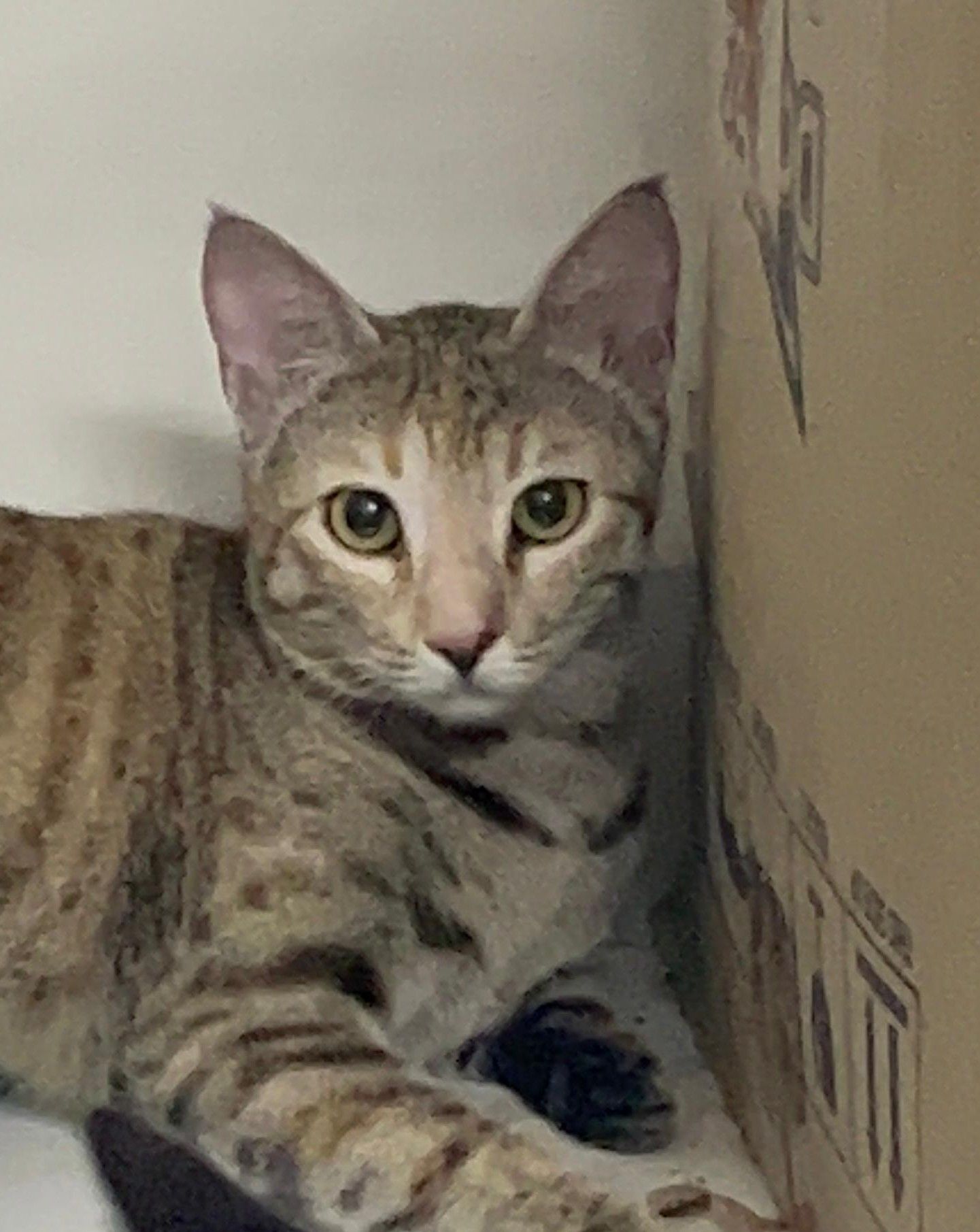 Maya - 303905, Jaipur