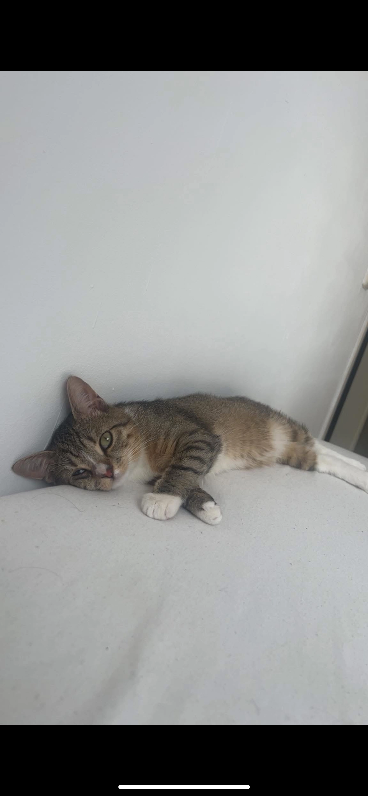 Kisho  - Anne Frankstraat, Venlo