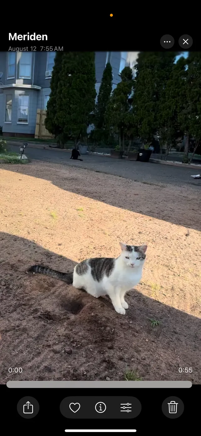 Lulu - Queen St, Meriden