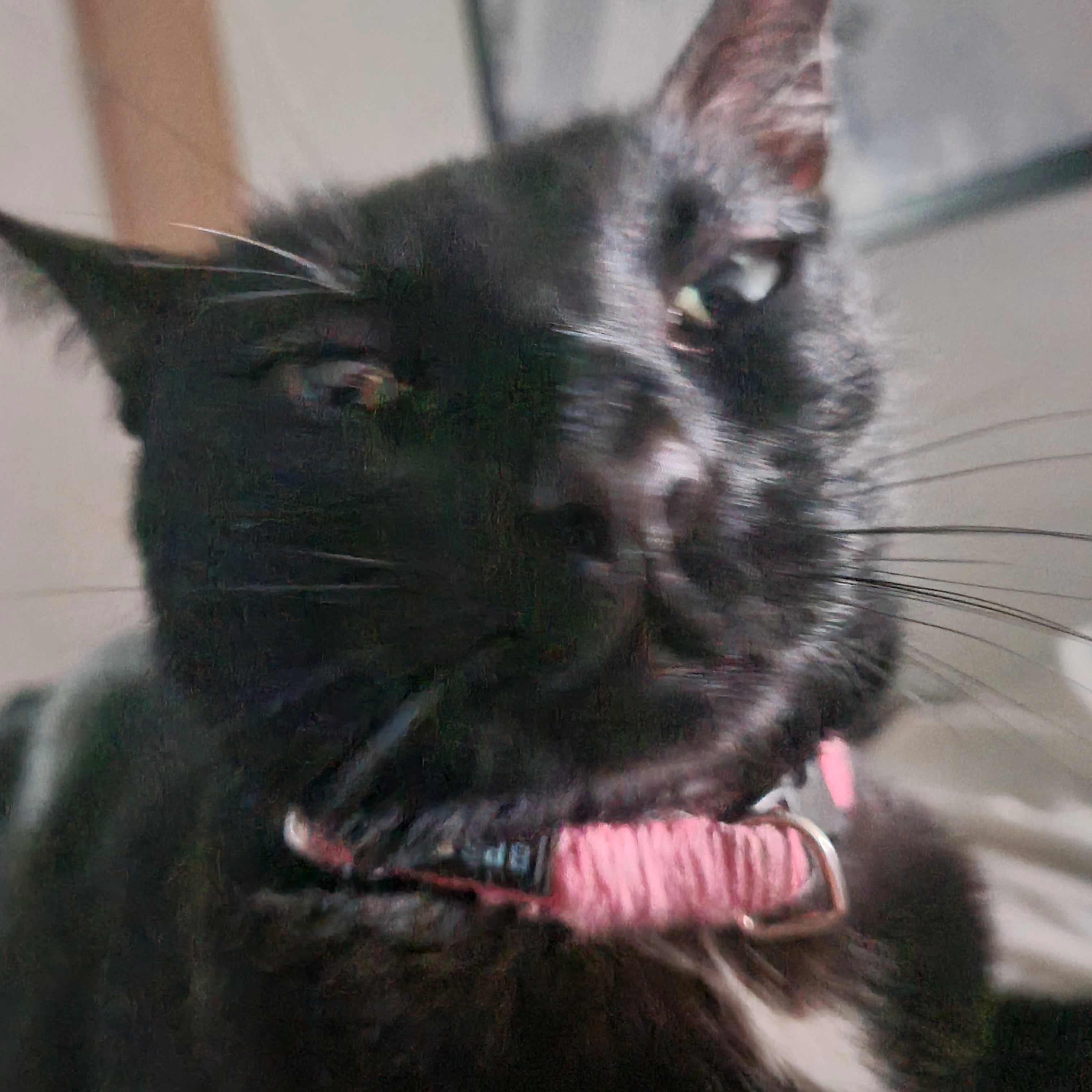 Cindy - Rua Domingos Guieiro, Faro