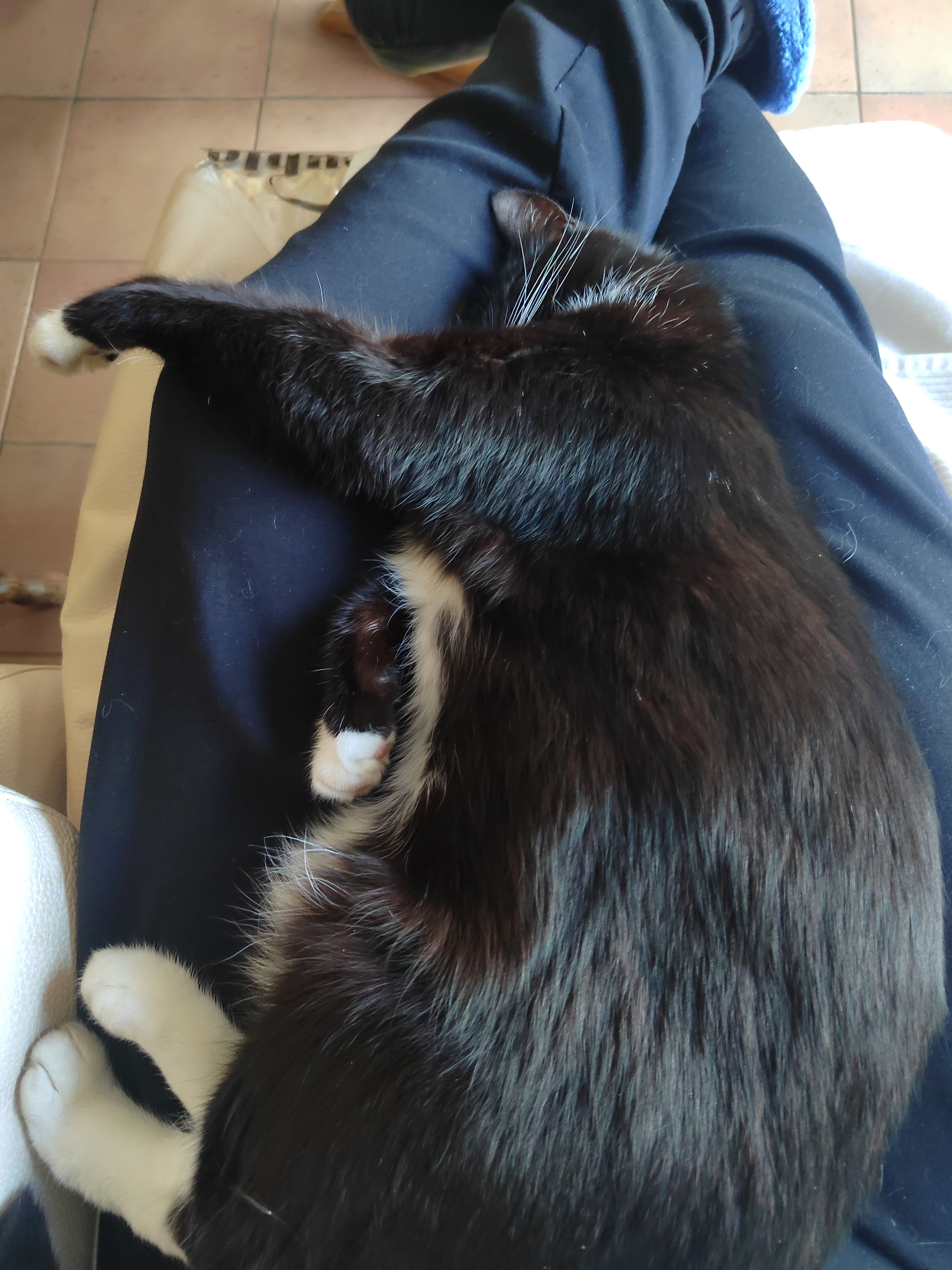 Dante - 3 Impasse des Bengalis, Nîmes