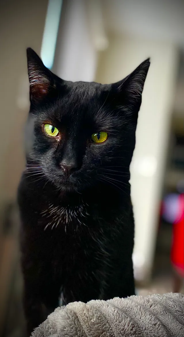 Midnight. His nickname is Keeko - Church Dr, Lorain