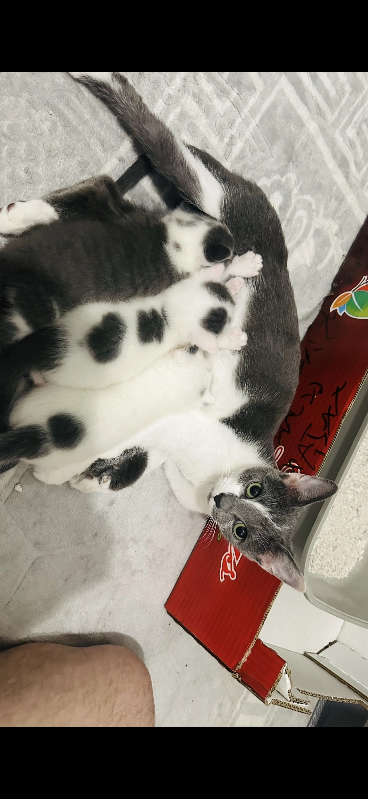 Layla - WV10 9, Wolverhampton