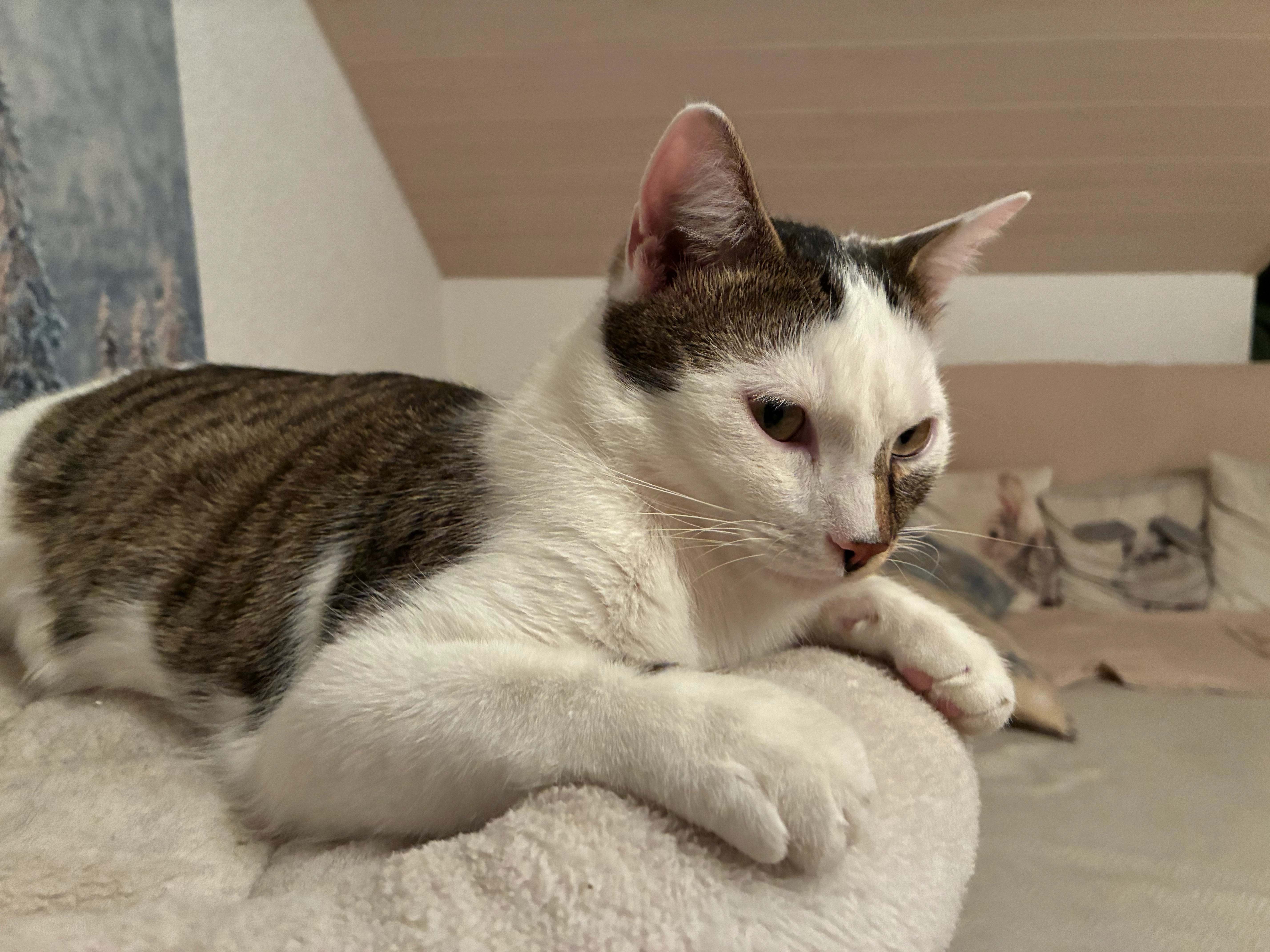 Moritz - Filsstraße, Kuchen