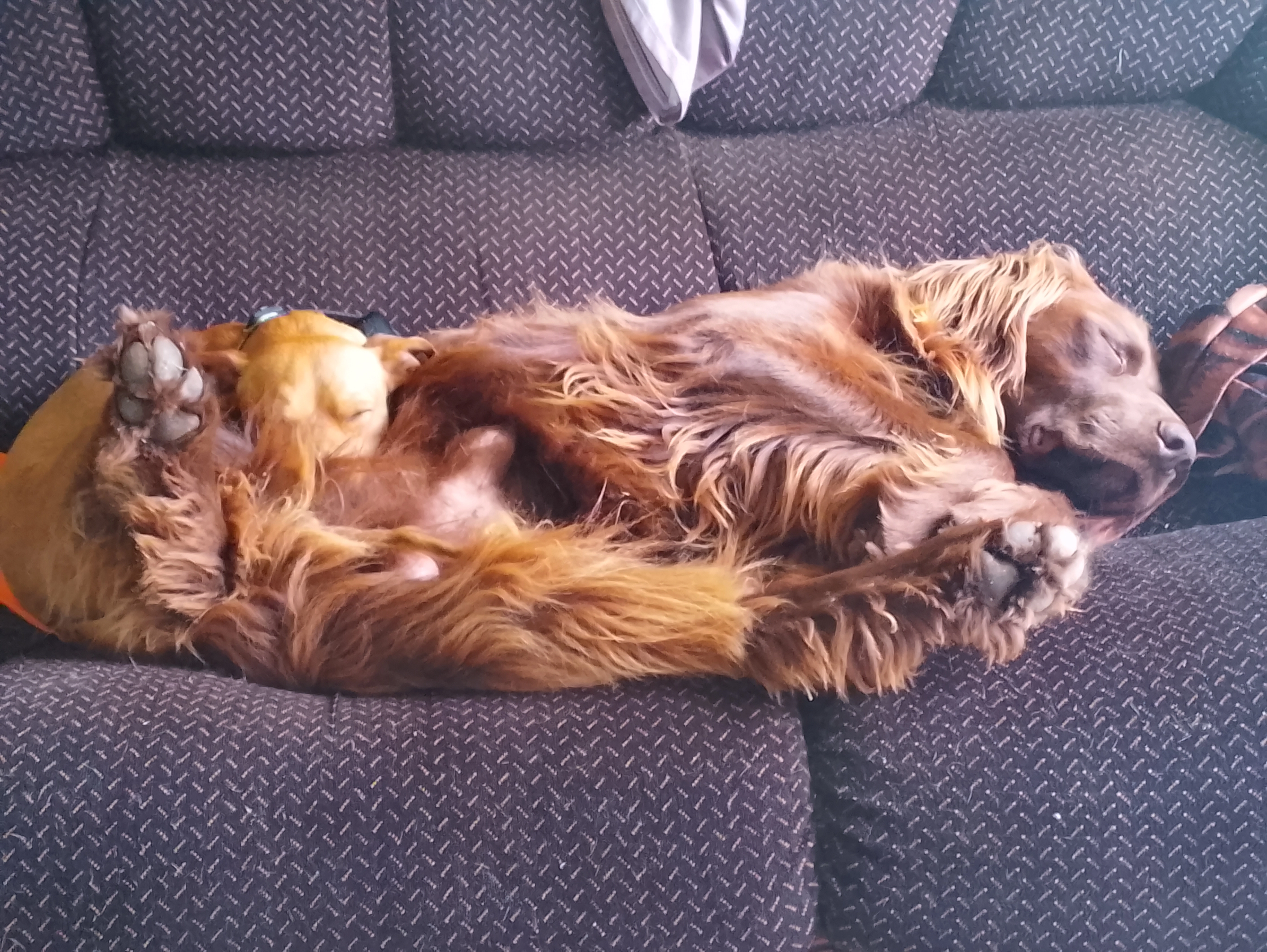 Fripouille  - Cami De Moulonguet, Vidouze