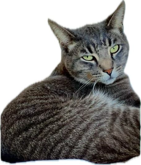 Milo - Via Sant'Eustachio in Acone, Pontassieve