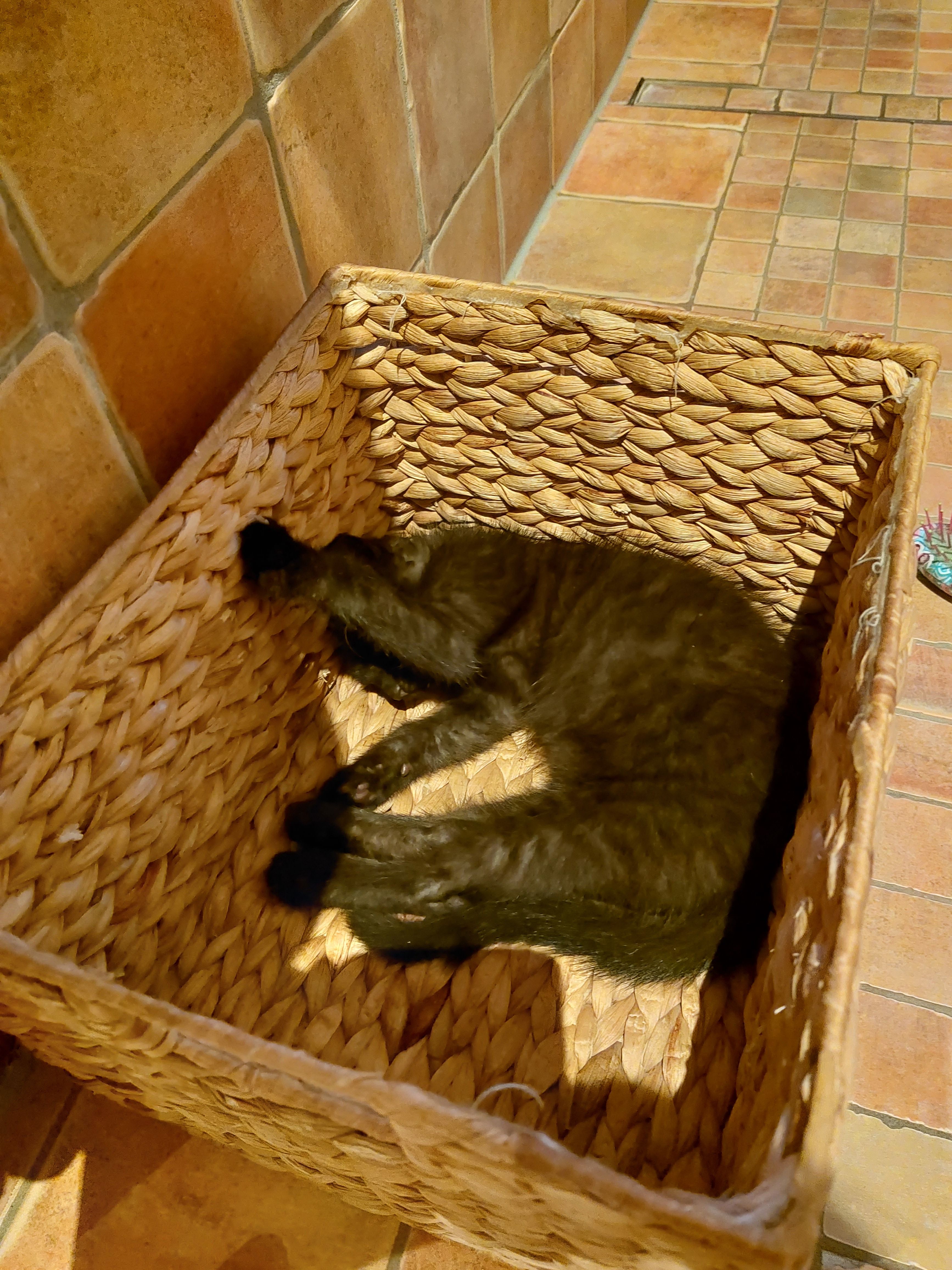 Loui - Alter Waldweg, Schirgiswalde-Kirschau