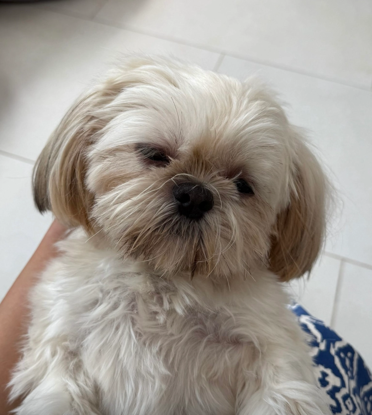 Mila - Grosvenor Avenue, London