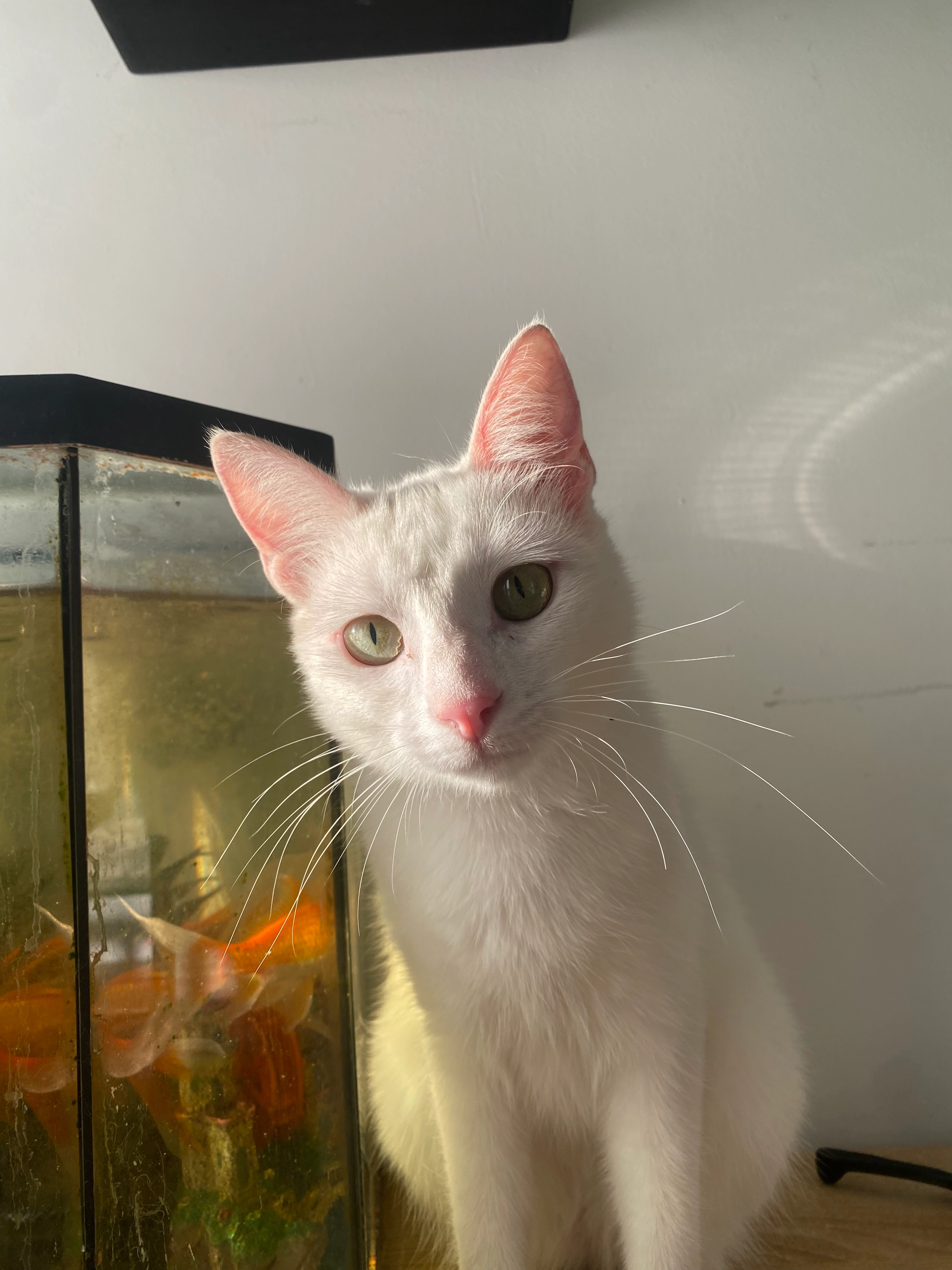  Blanka - 39 Allée des Amonts, Les Ulis