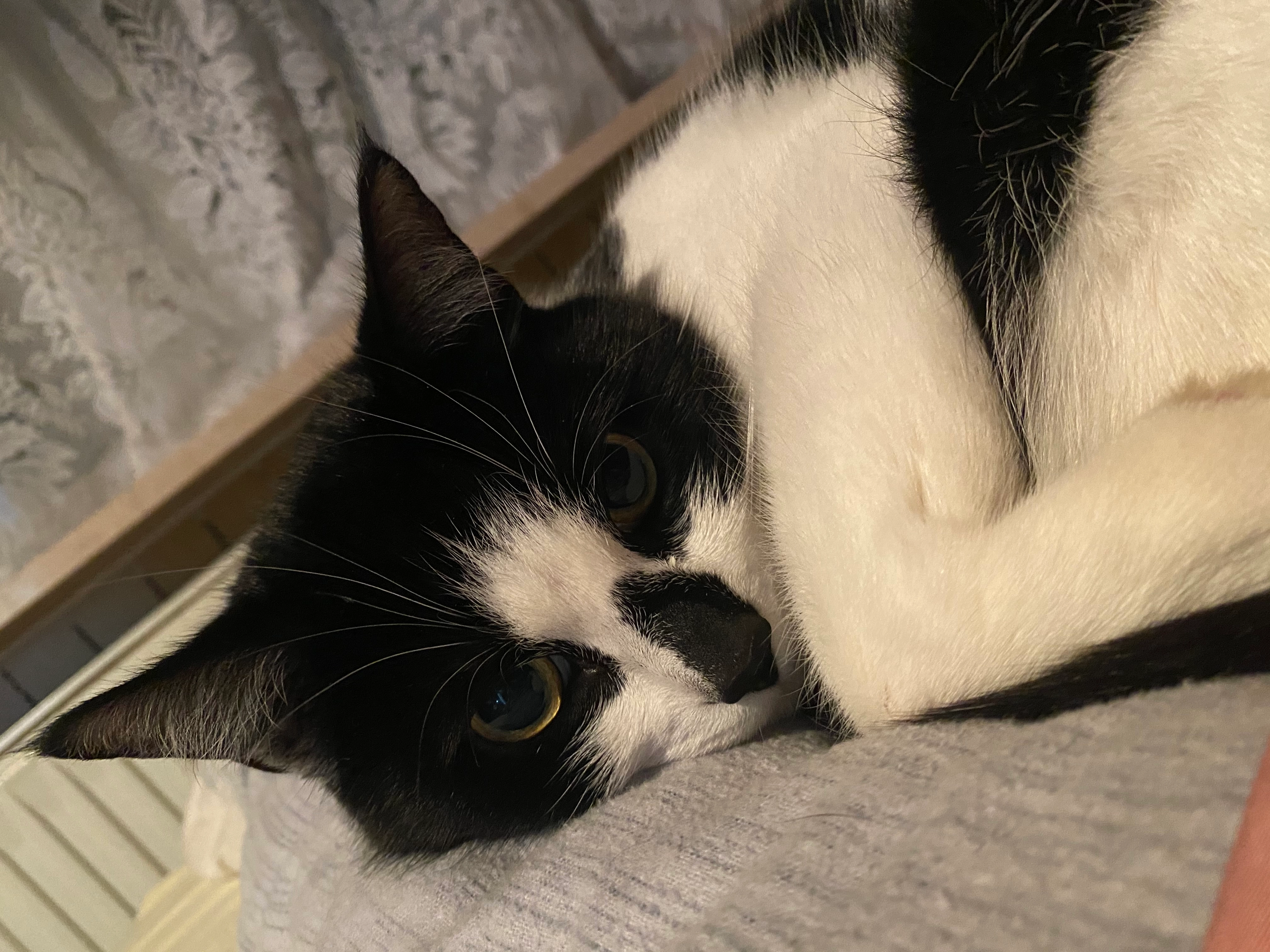 Yumak  - Wiener Allee, Kiel