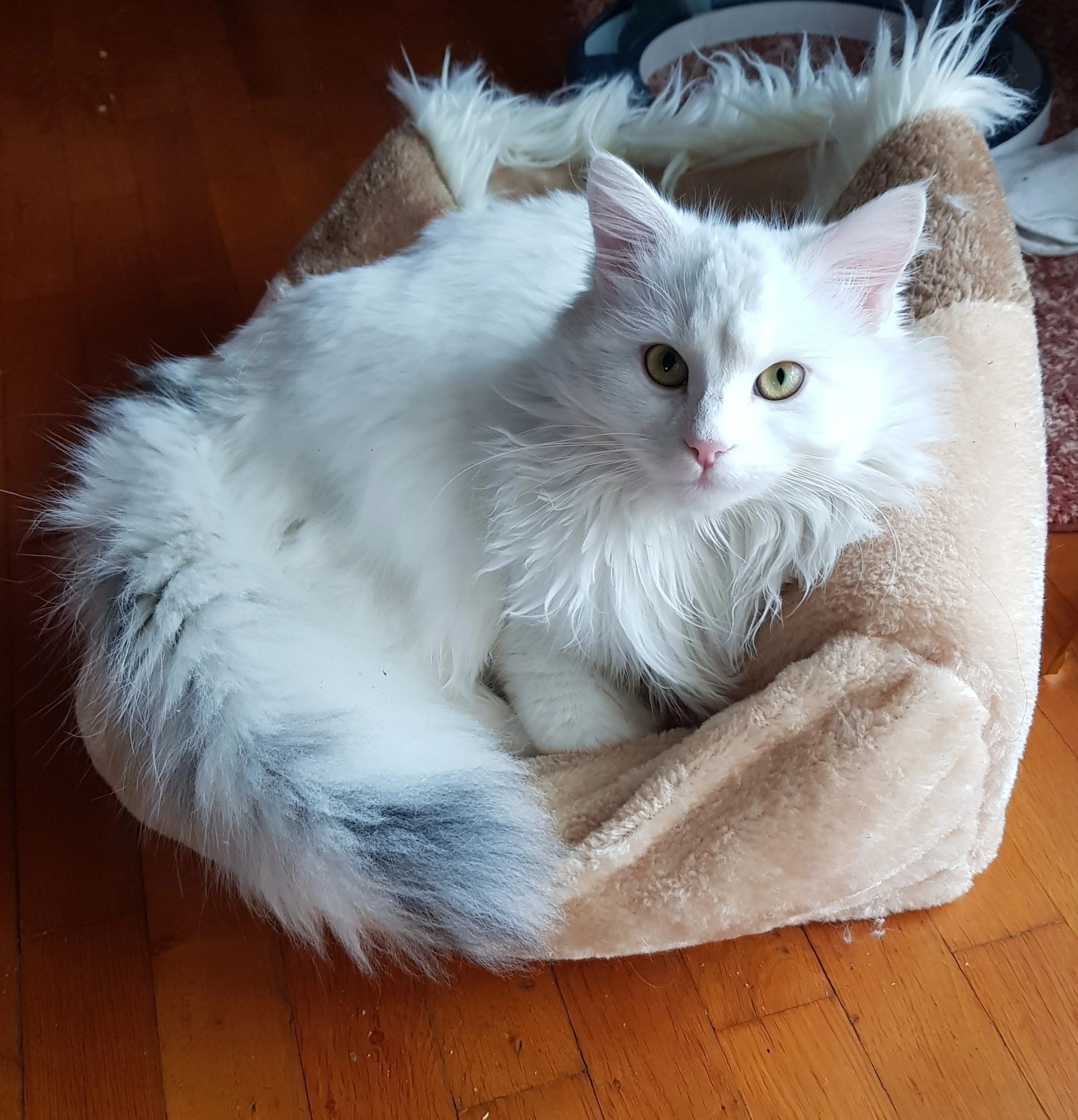 Kitty - 97334, Sommerach