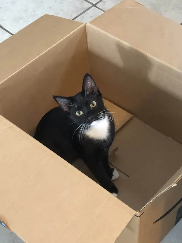 Kitkat - 914 Lake Ave, Lehigh Acres