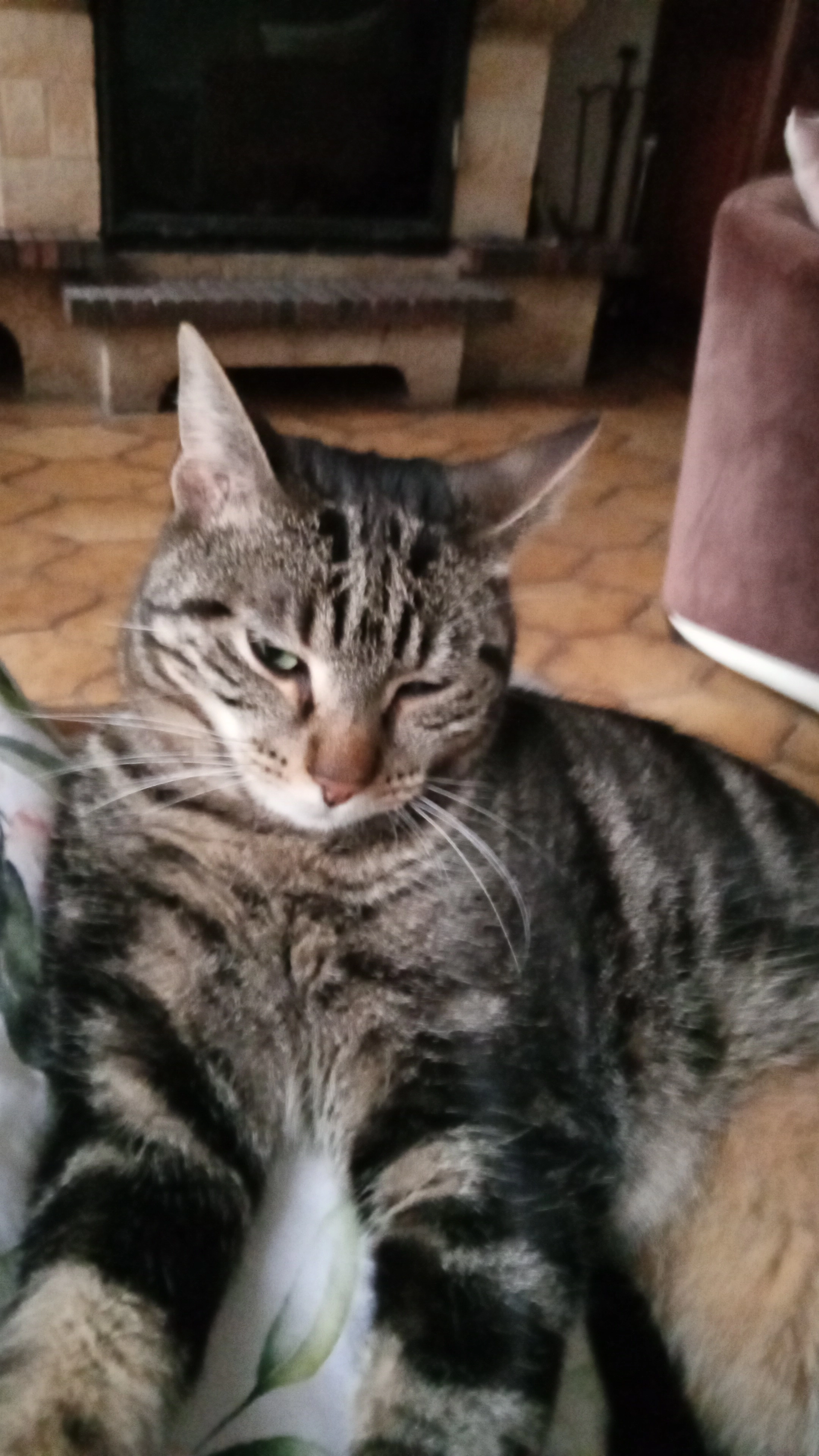 Albus - Rue Bastière, Fontanil-Cornillon