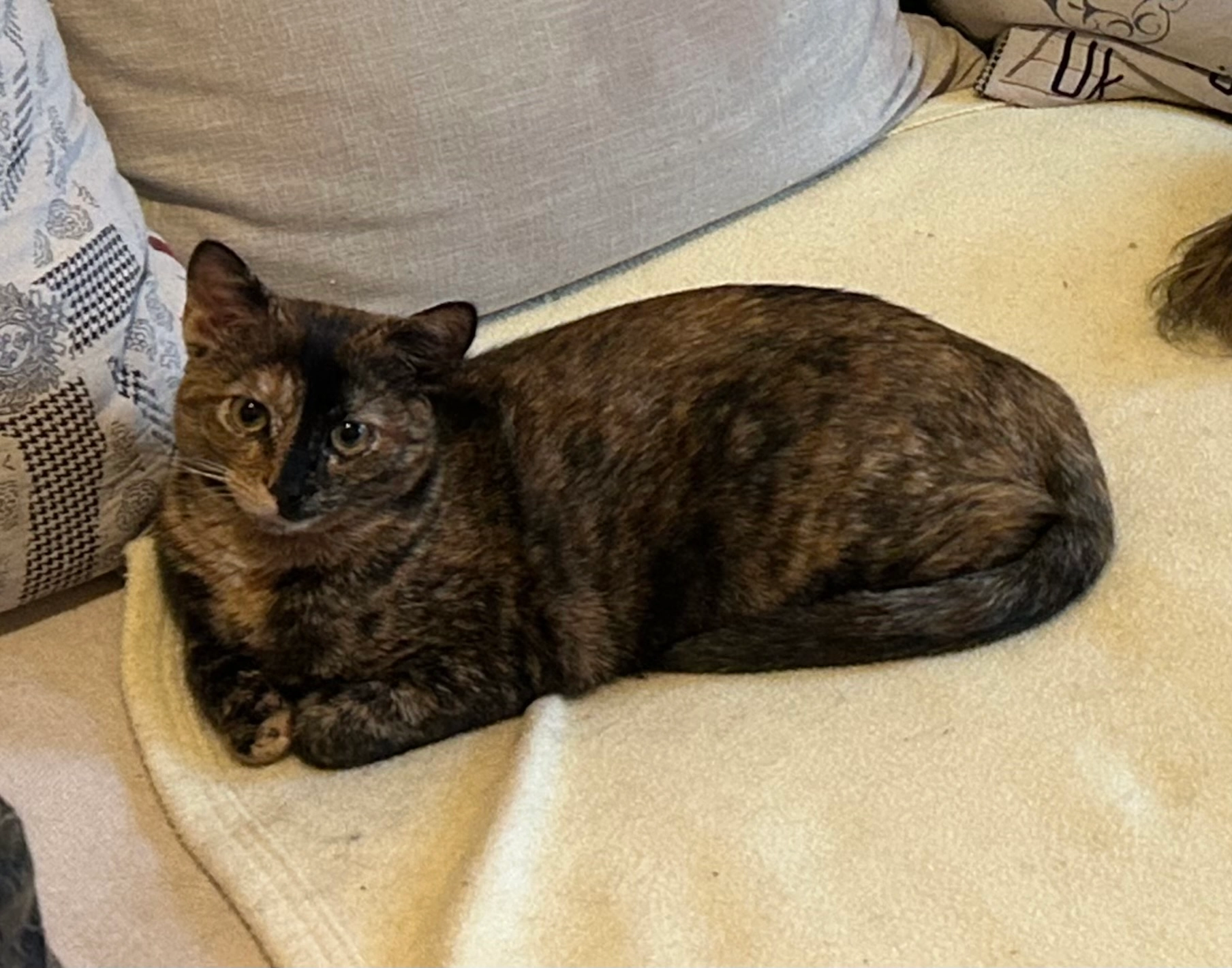 Besa - Chemin de Virigneux, Meys