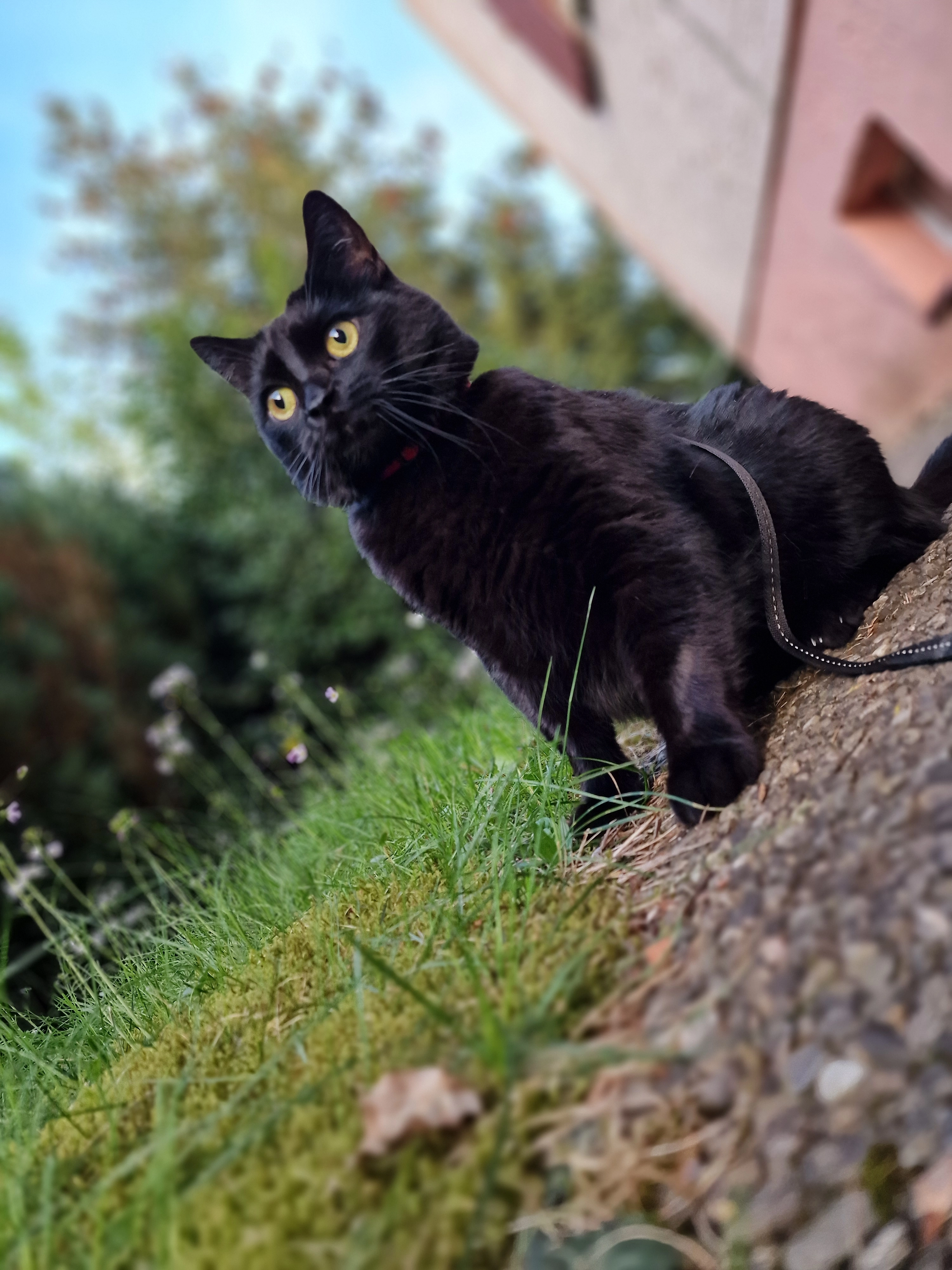 Rengar  - Friedrich-Bauer-Straße, Erlangen