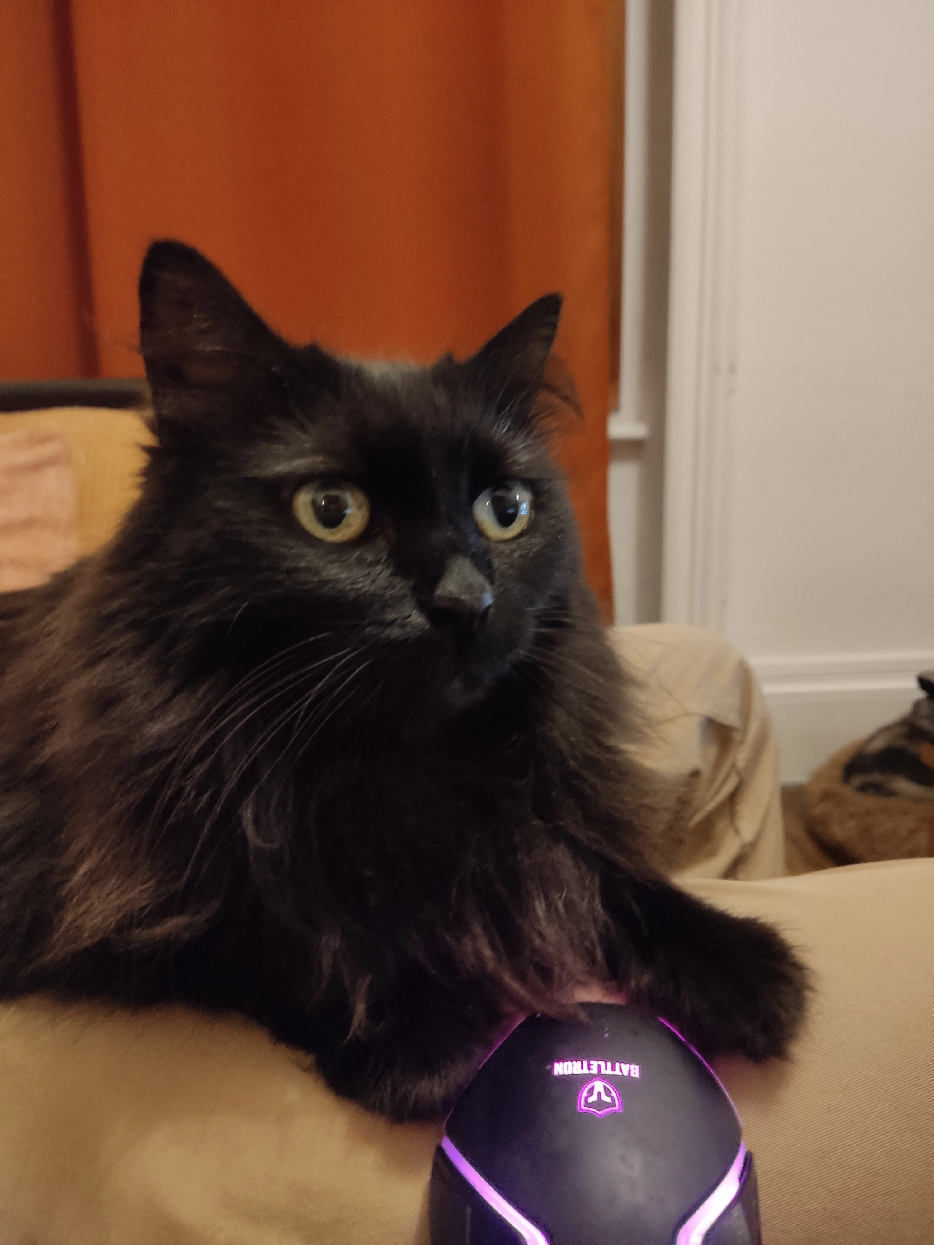 Lili - Route De Montpiolier, Savigny