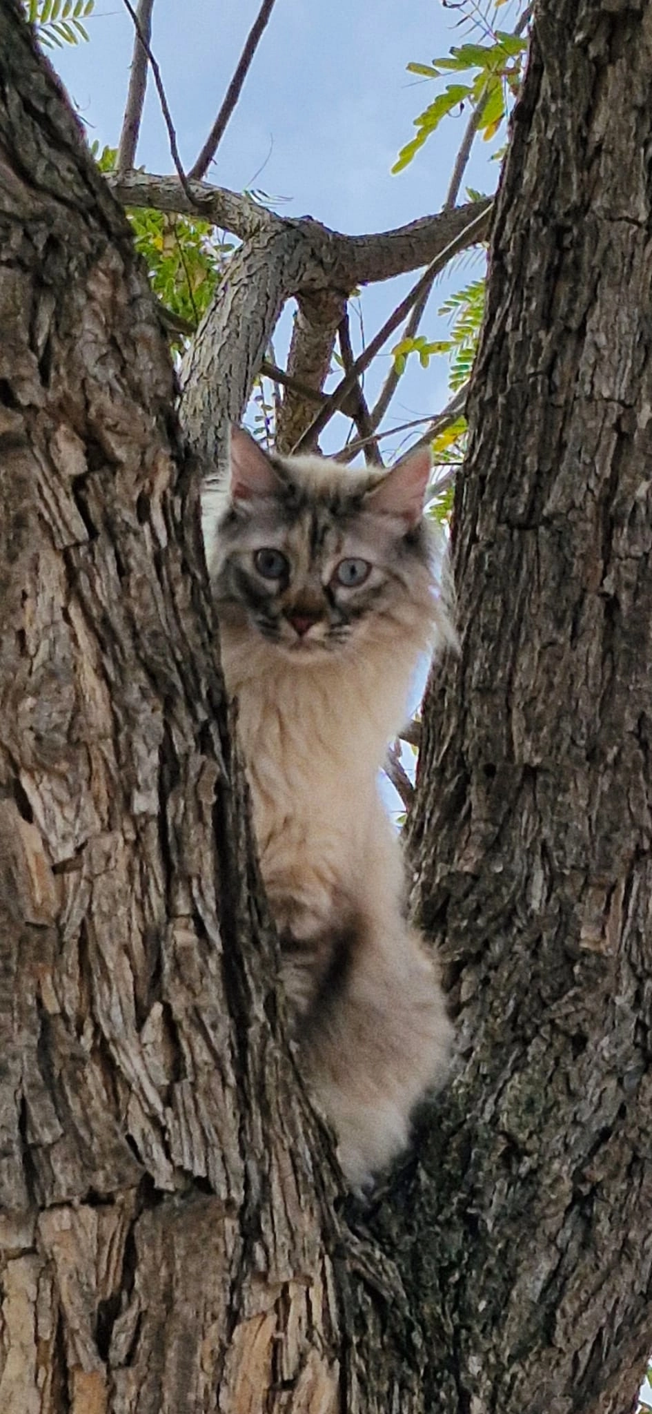 Sushi - Calle Monet, Molina de Segura