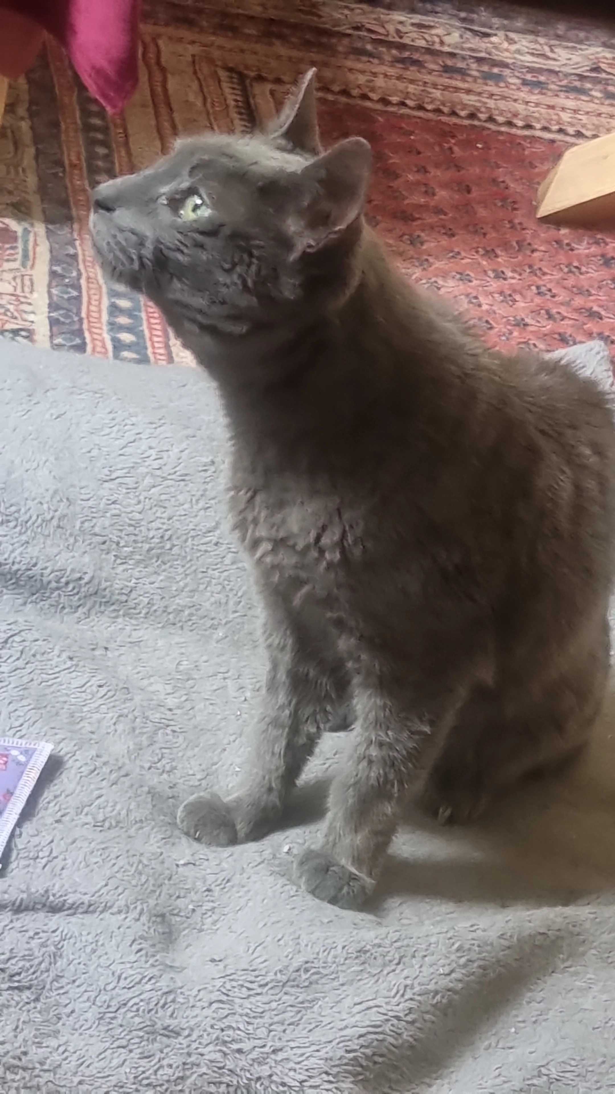 Paulchen - Hindenburgstraße, Northeim