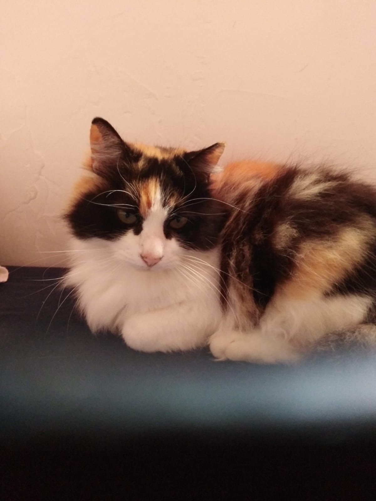 Niza  - Route de Mirepoix, Fendeille