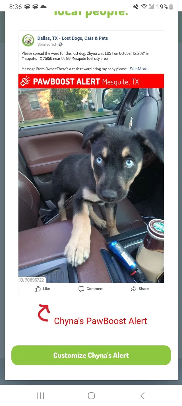 Missing Cat - US Route 80, Mesquite