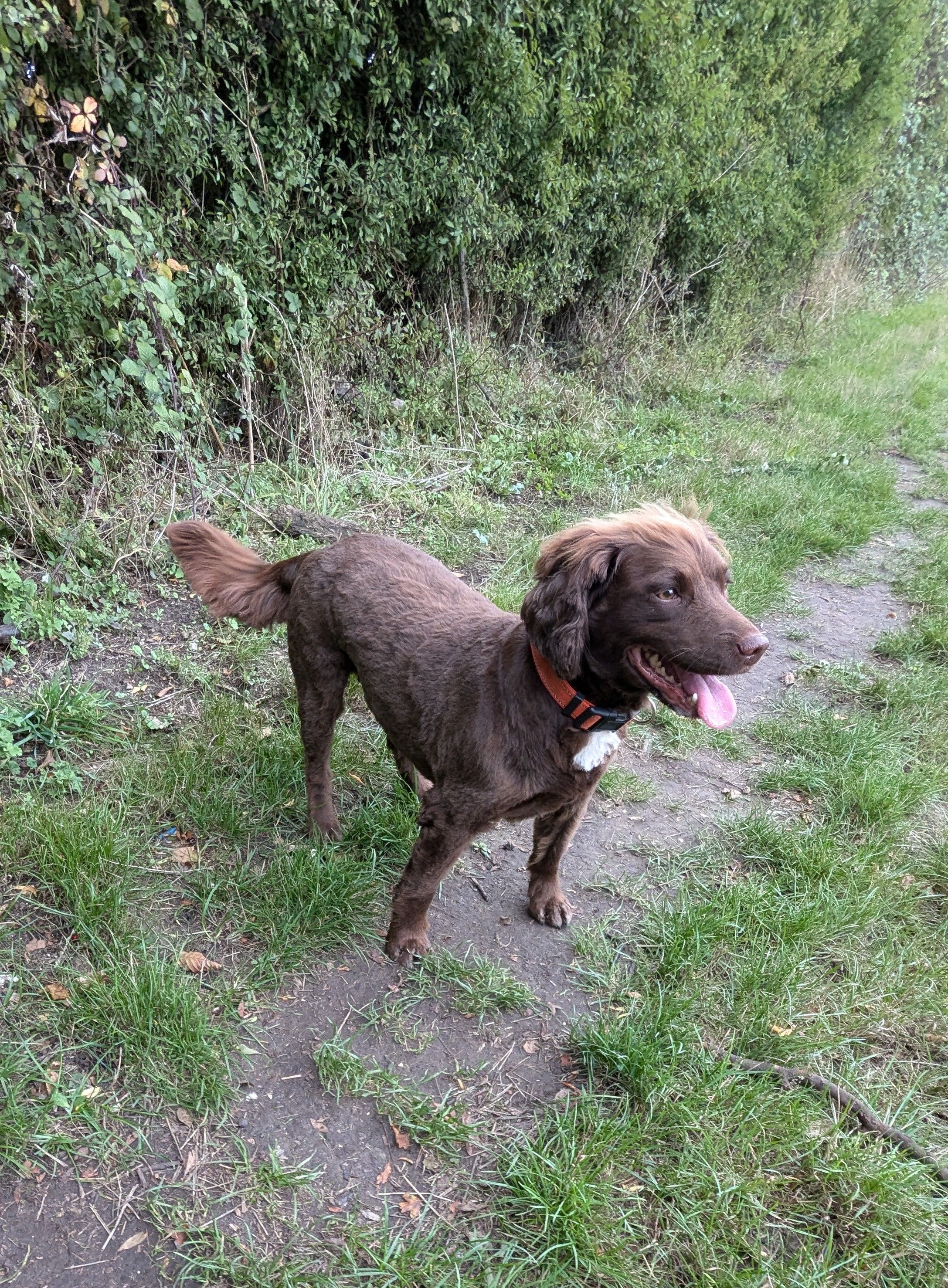 Bella  - Yoxford Road, Saxmundham