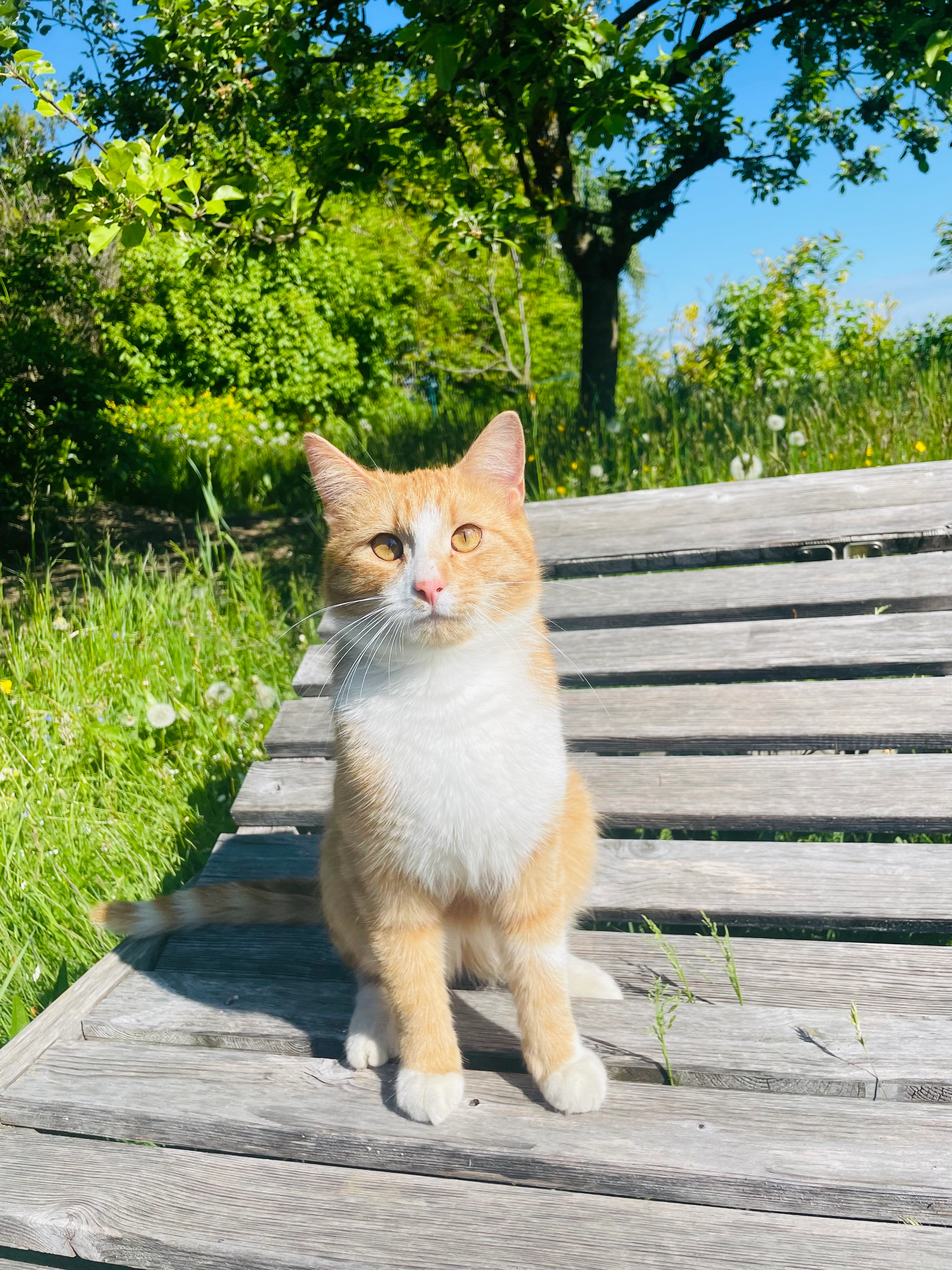 Chili - Weinzierl Am Walde, Weinzierl am Walde
