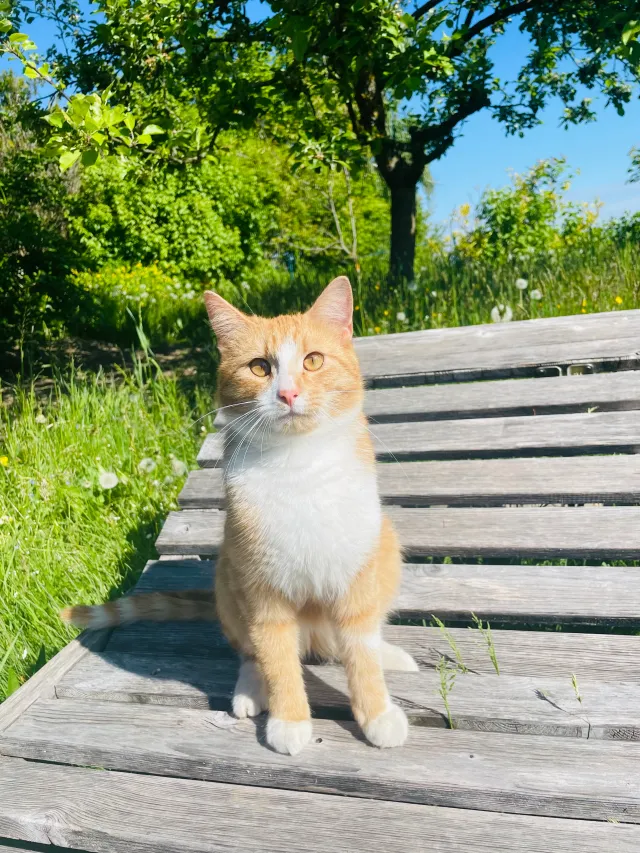 Chili - Weinzierl Am Walde, Weinzierl am Walde