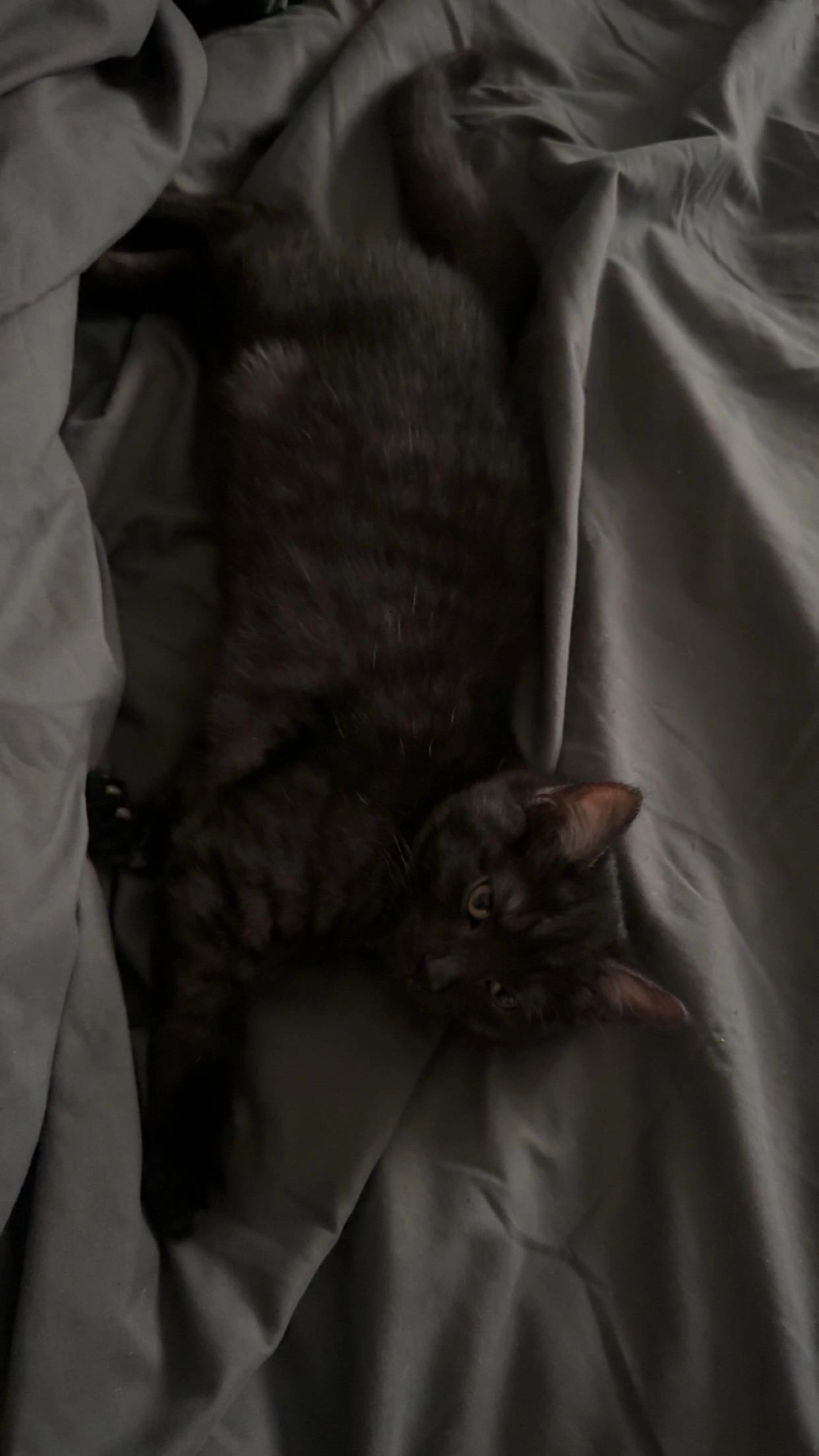 Poupoune - 3 Rue des Romains, Hundling