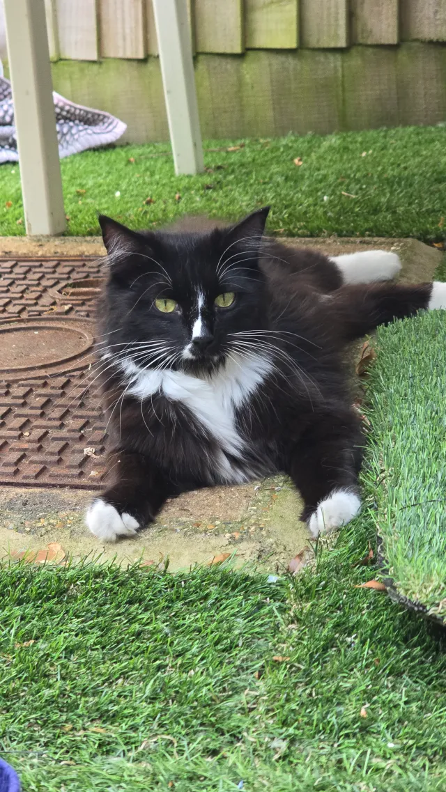 Mila - GU3 3, Guildford