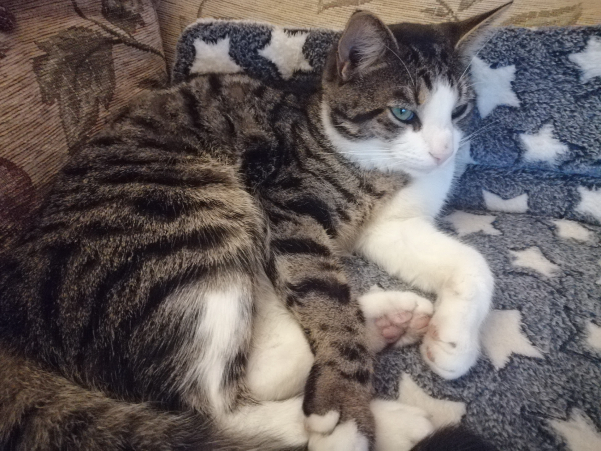 Buster - Heather Close, King's Lynn