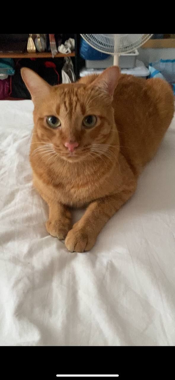 Orange - พัทยาฮิลล์ 1, Pattaya