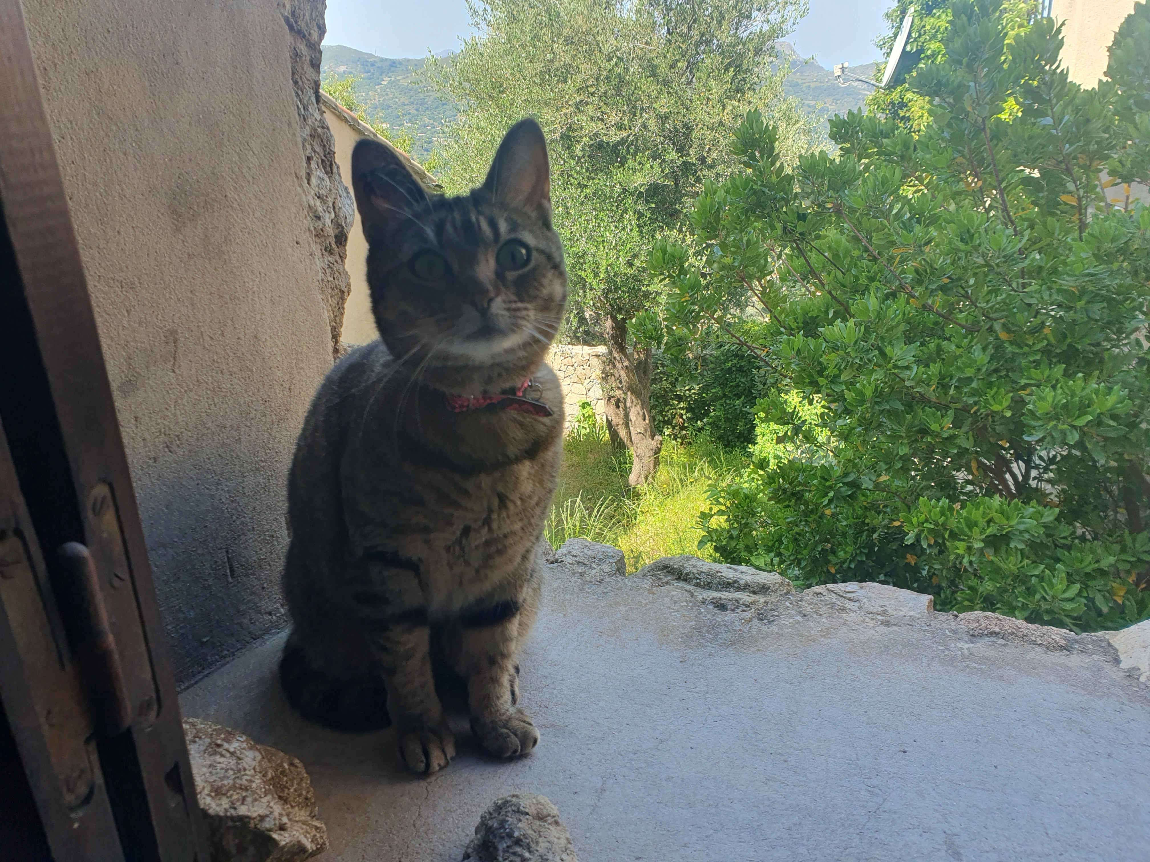Wendy  - Rue du Capitaine Colonna, Toulon
