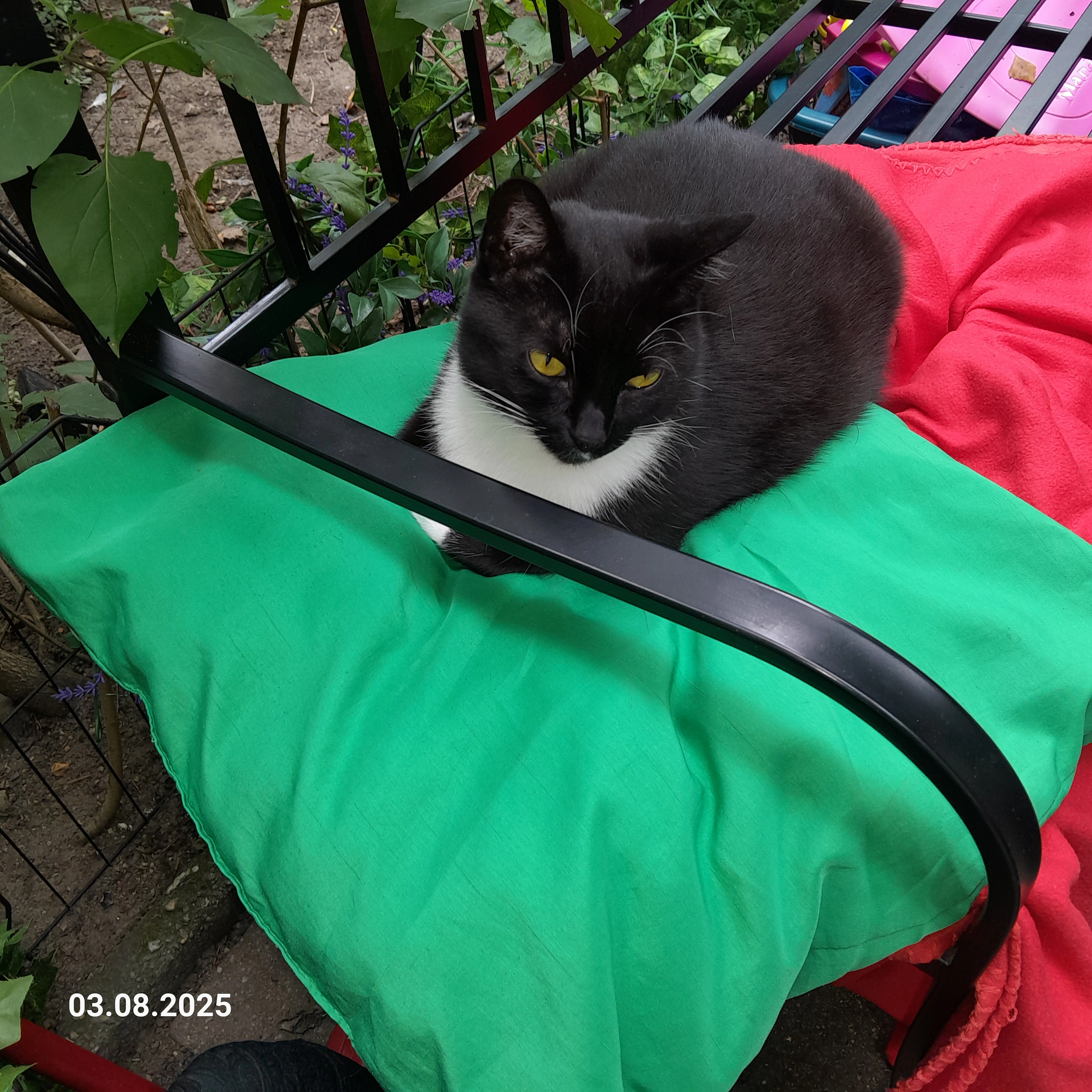 Bella - Lerchenfeldstraße, Halle