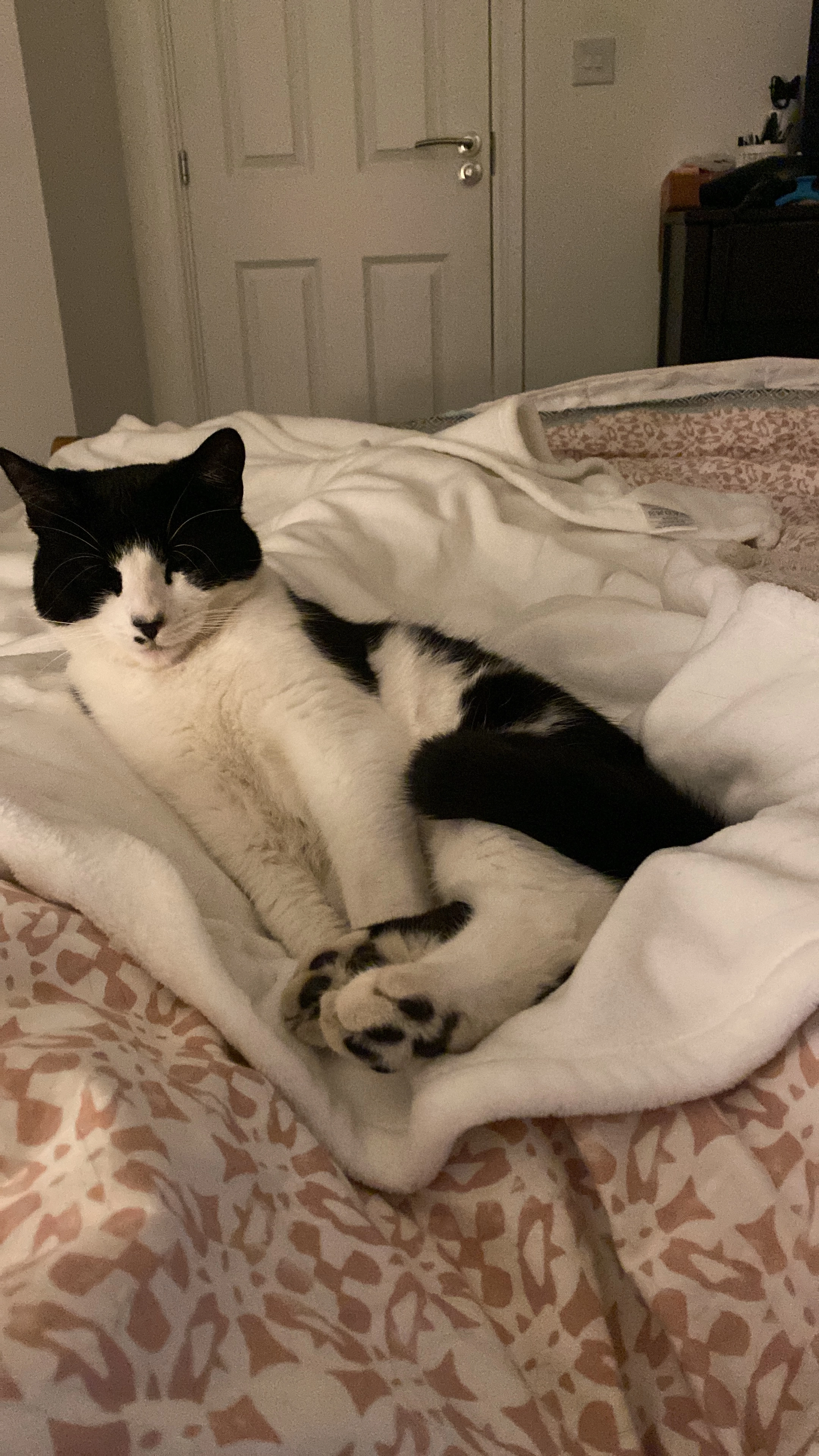 Minstrel  - Thicket Walk, Ashford