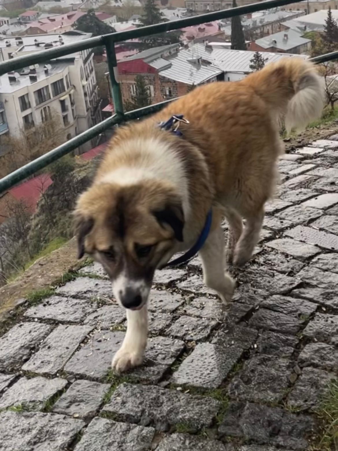 Floki - Sololaki, Tbilisi