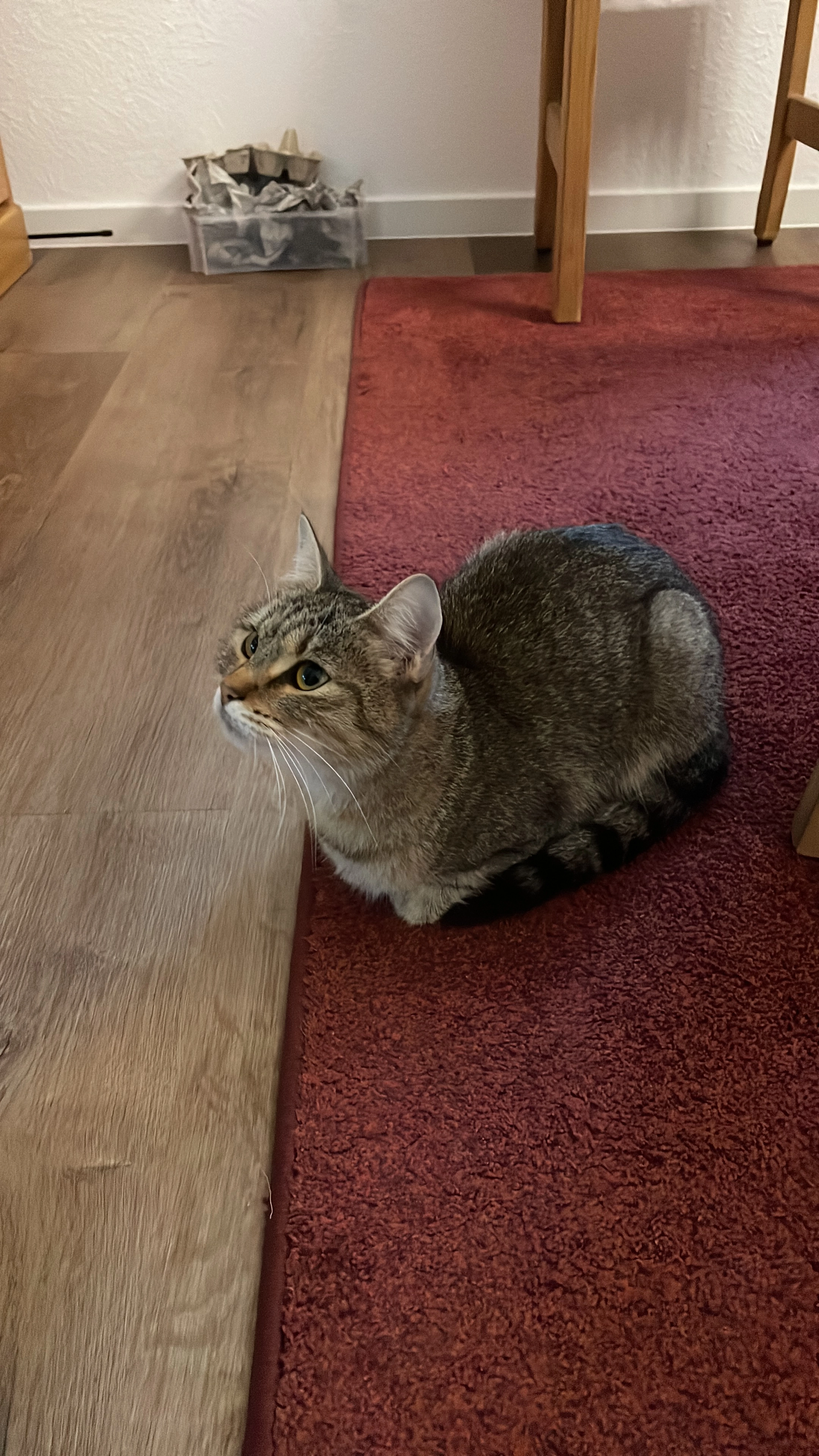 Aria - Lessingstraße, Egelsbach