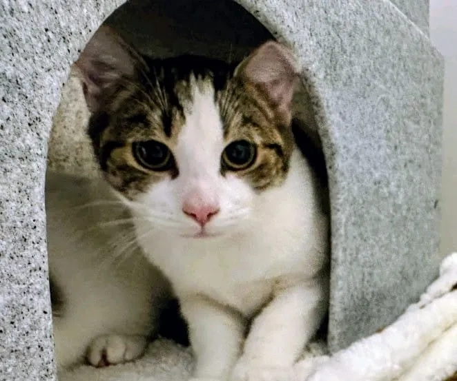 Lokki - Cherwell Court, Nottingham