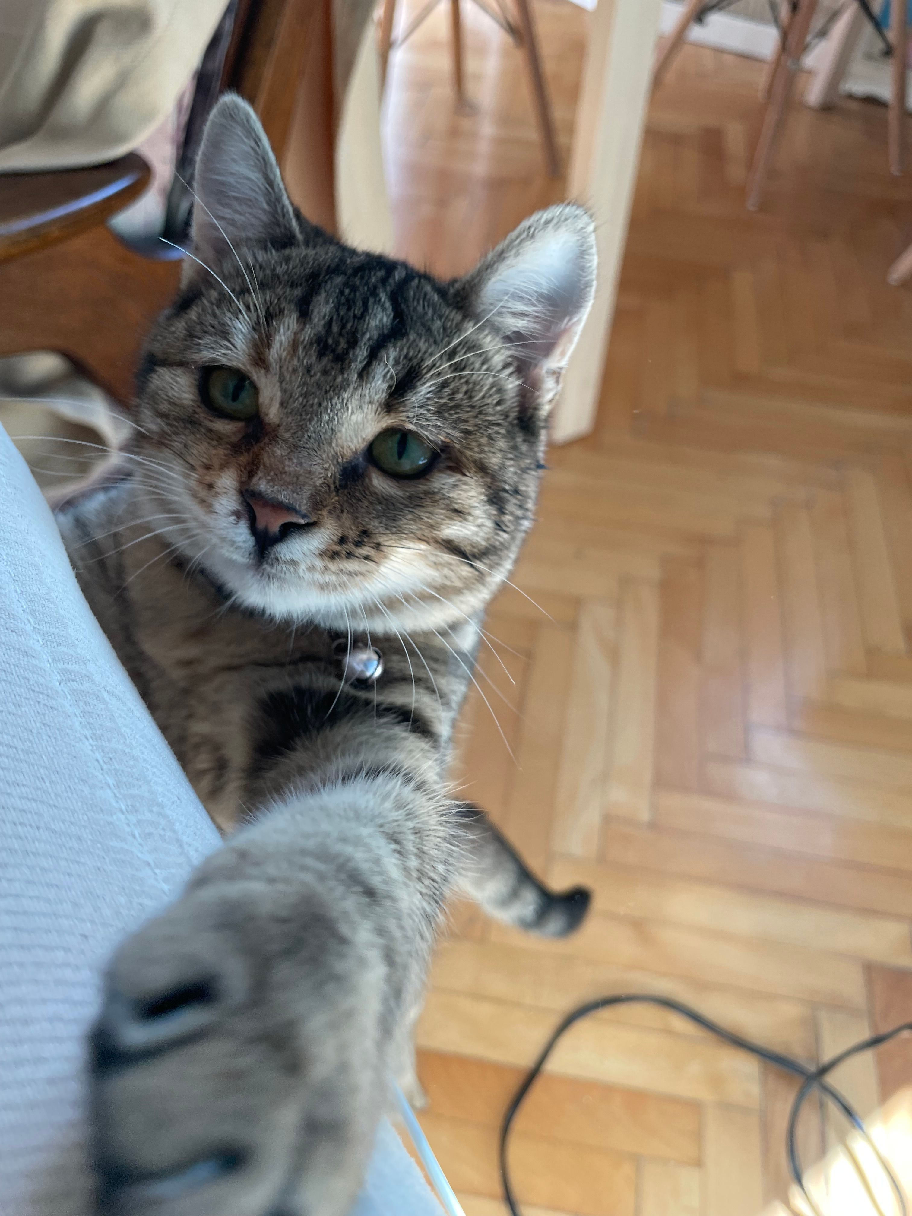 Ginni - Орце Николов, Skopje