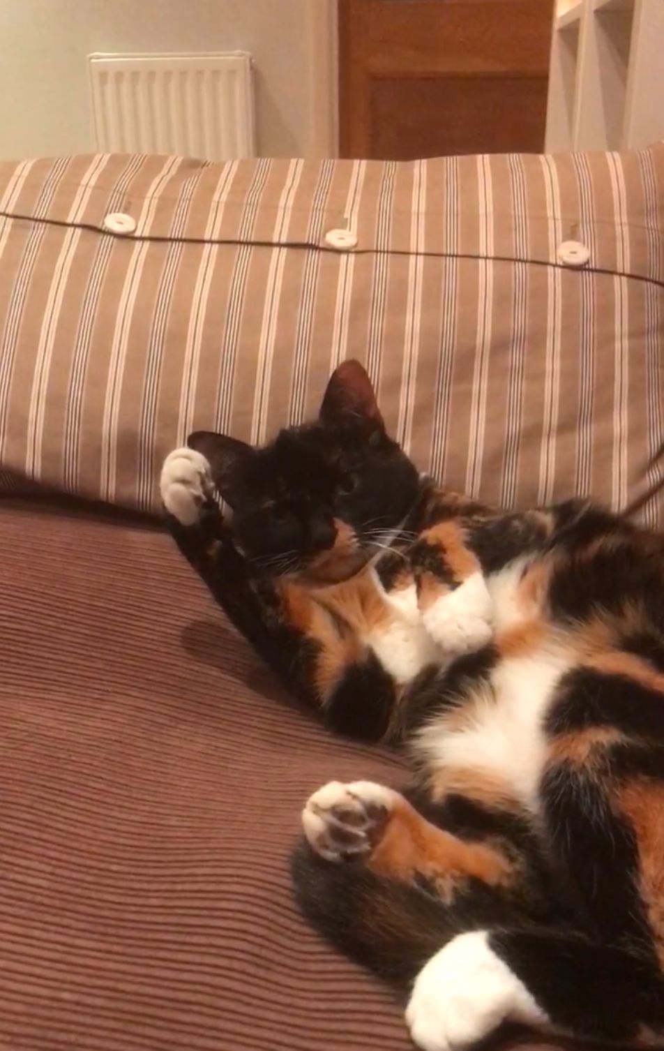 Winnie - Roman Road, Salisbury