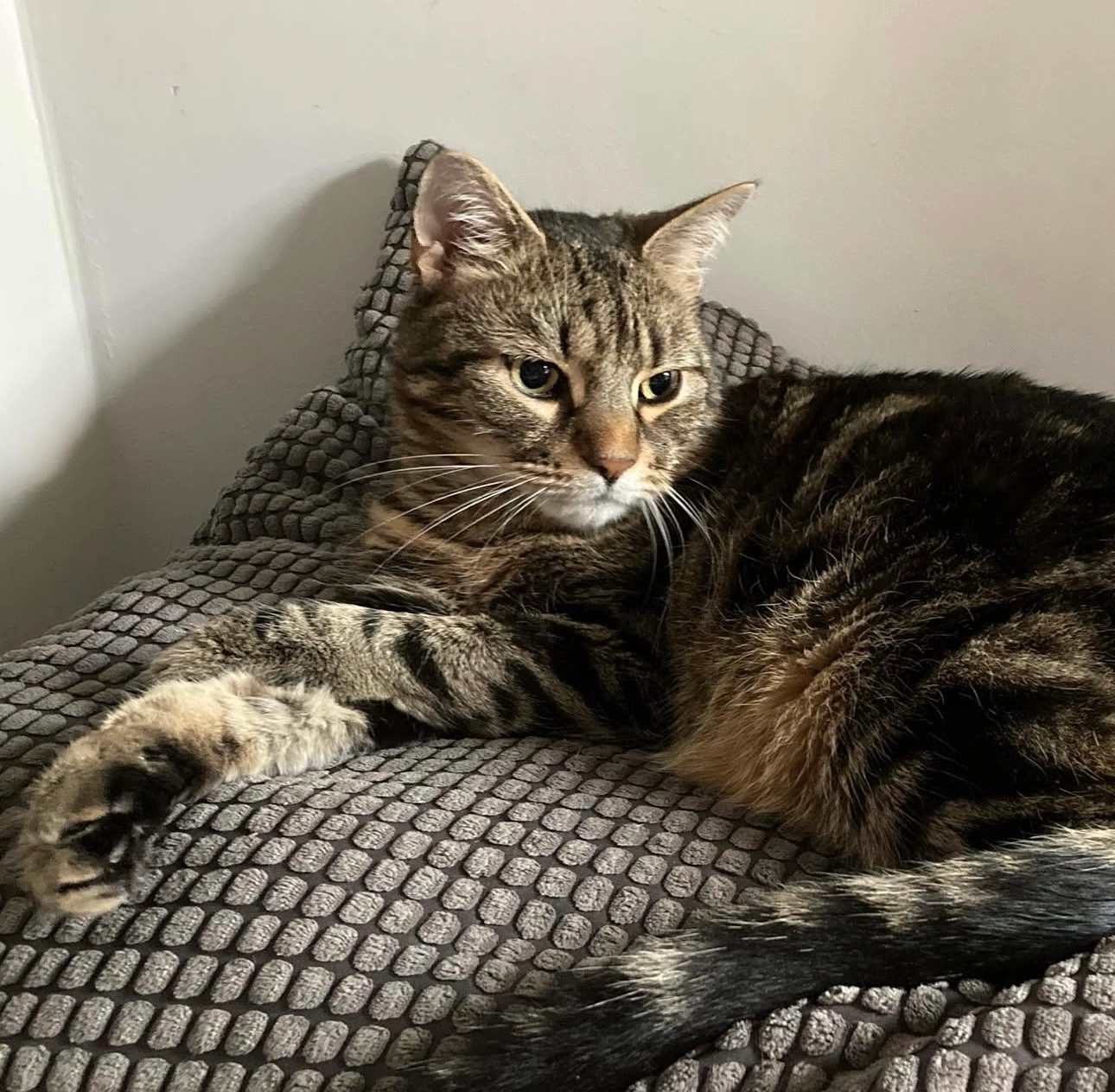 Missing Cat - Német Utca, Budapest