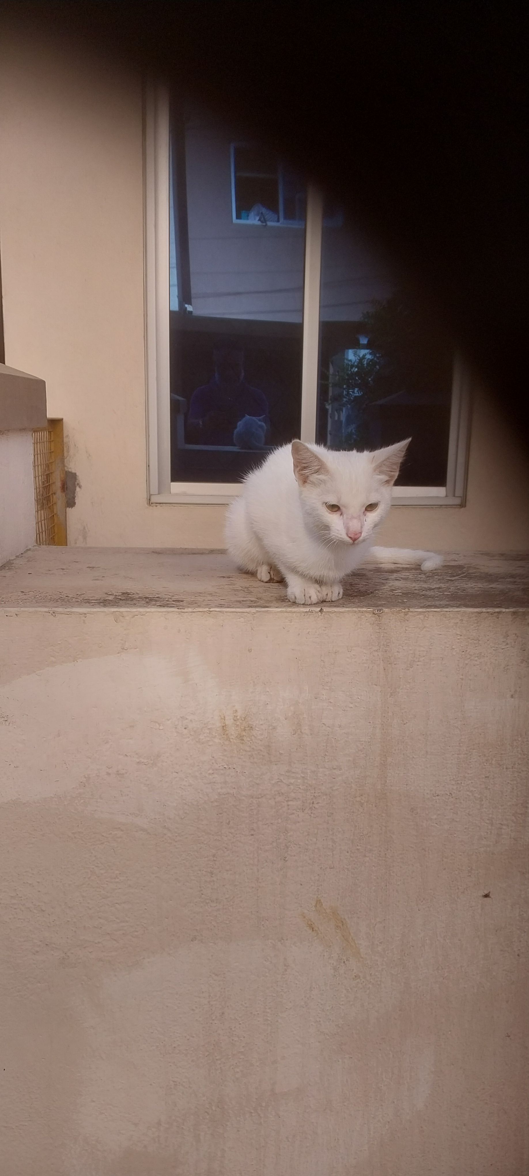 I found a pet cat. - Chinnammal Street, Coimbatore